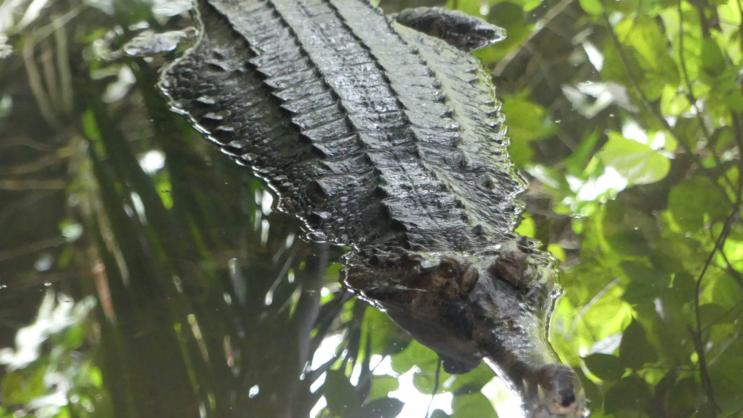 Crocodile floating the swamp