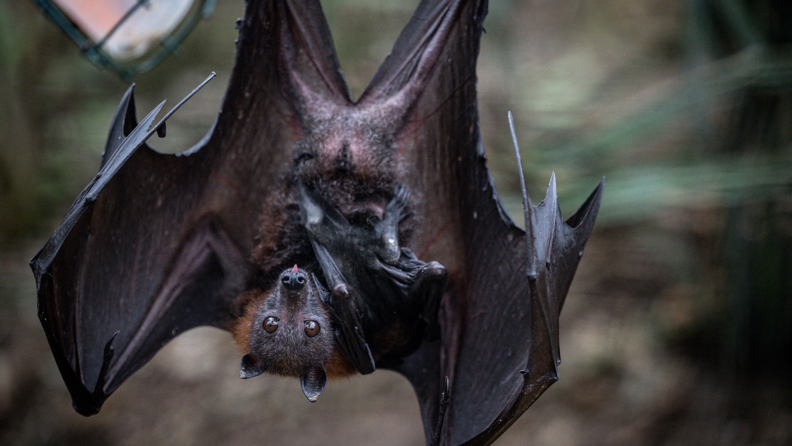 A bat spreads its wings while upside down, carrying its baby in an enclosure.