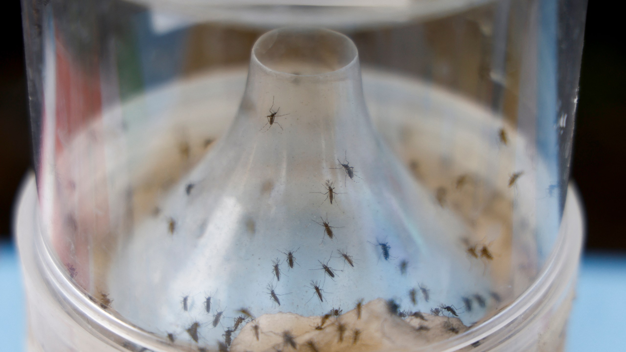 Chikungunya disease has become a hot button for U.S. travelers 60 and older.