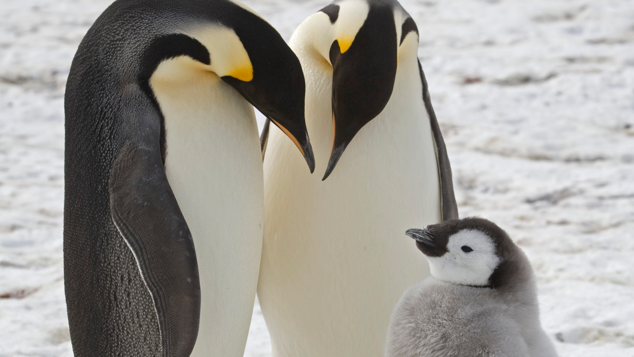 FILE - This undated photo provided by the British Antarctic Survey in January 2024 shows adult emperor penguins with a chick near Halley Research Station in Antarctica. (British Antarctic Survey via AP)