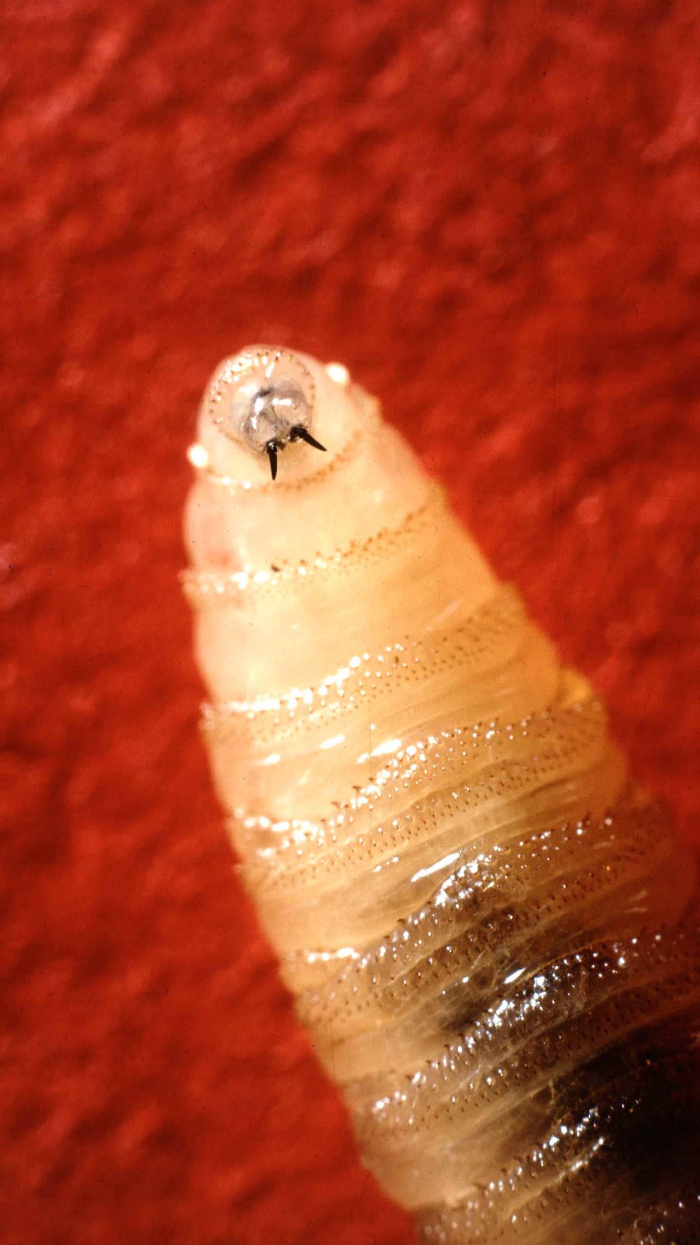 A New World screwworm larvae sits at rest in this undated photo. (USDA Agricultural Research Service via AP)