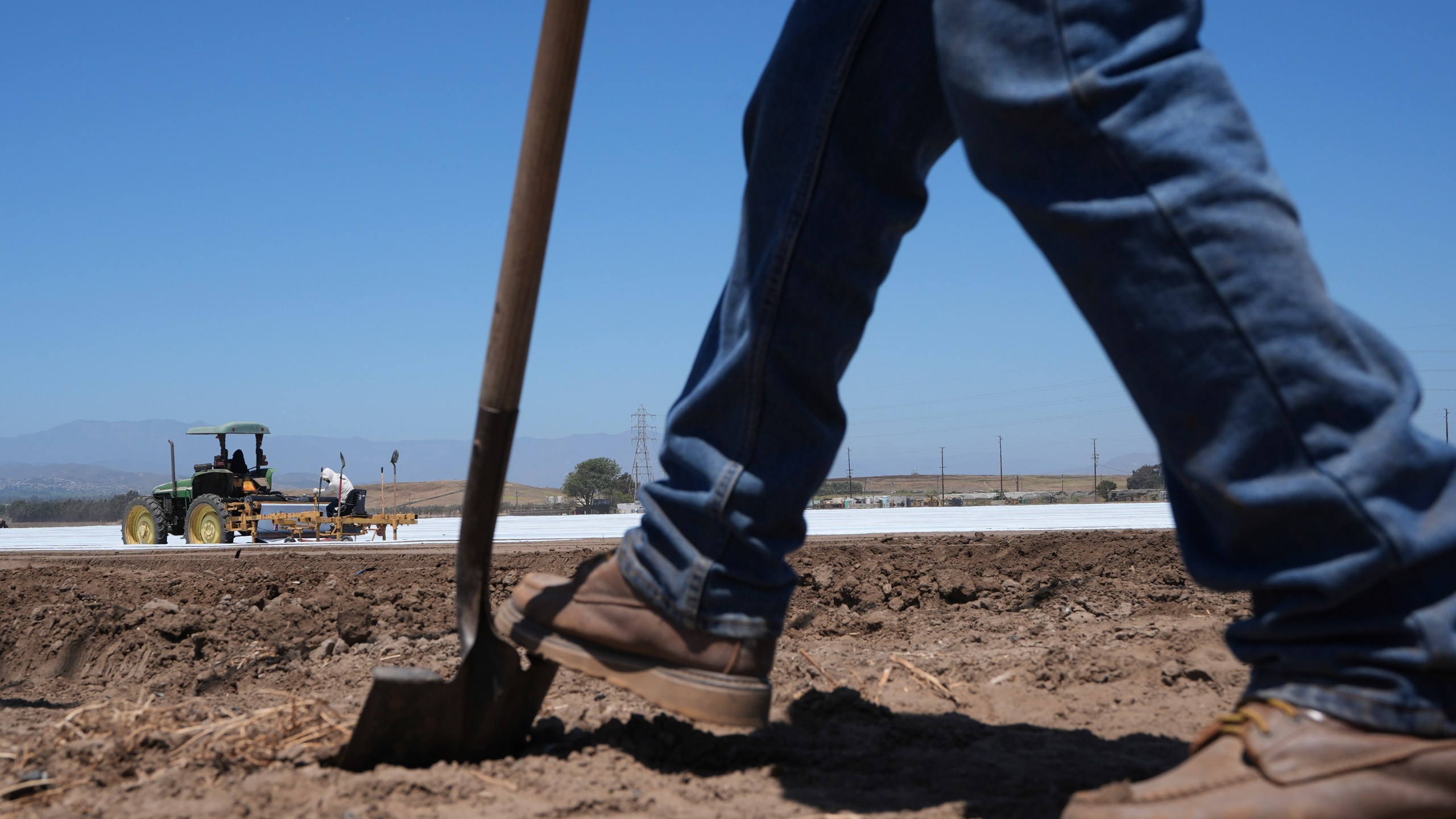 A farm worker checks the land as workers plow a strawberry field in Oxnard, Calif., on Wednesday, June 18, 2025. (AP Photo/Damian Dovarganes)