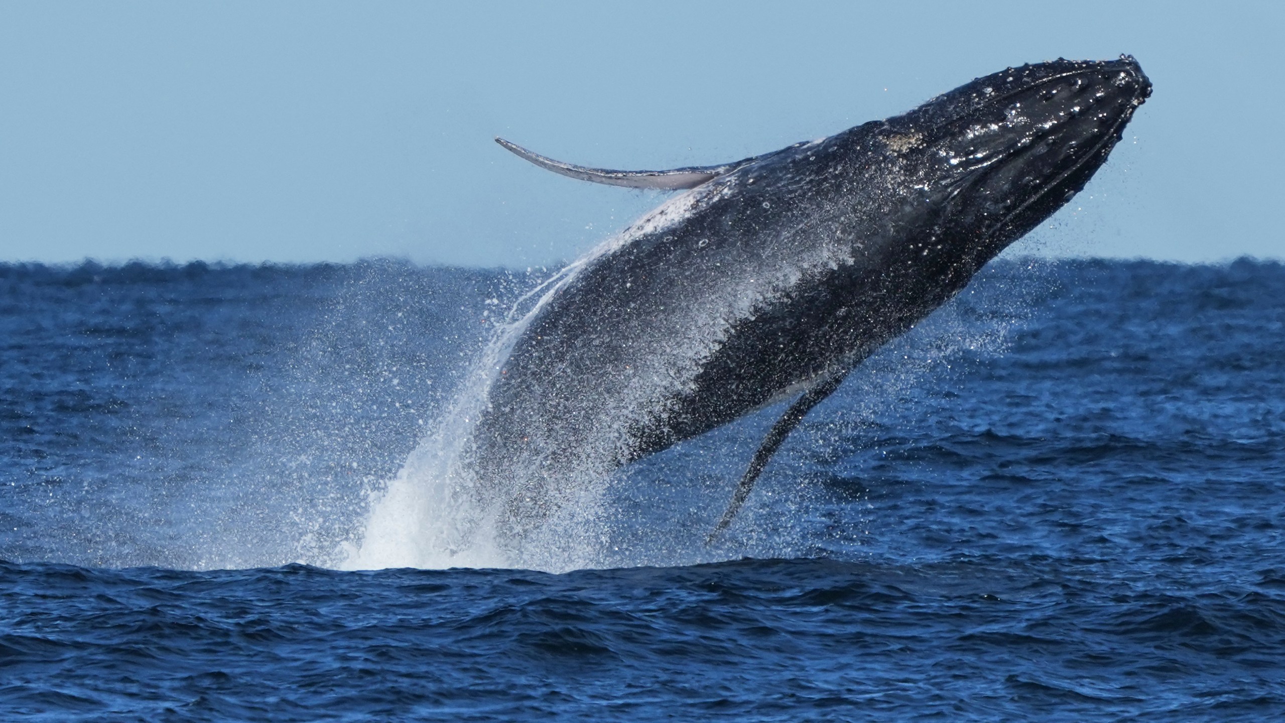 FILE - A humpback whale breaches off the coast of Port Stephens, north of Sydney, Australia, on June 18, 2025. (AP Photo/Mark Baker, File)