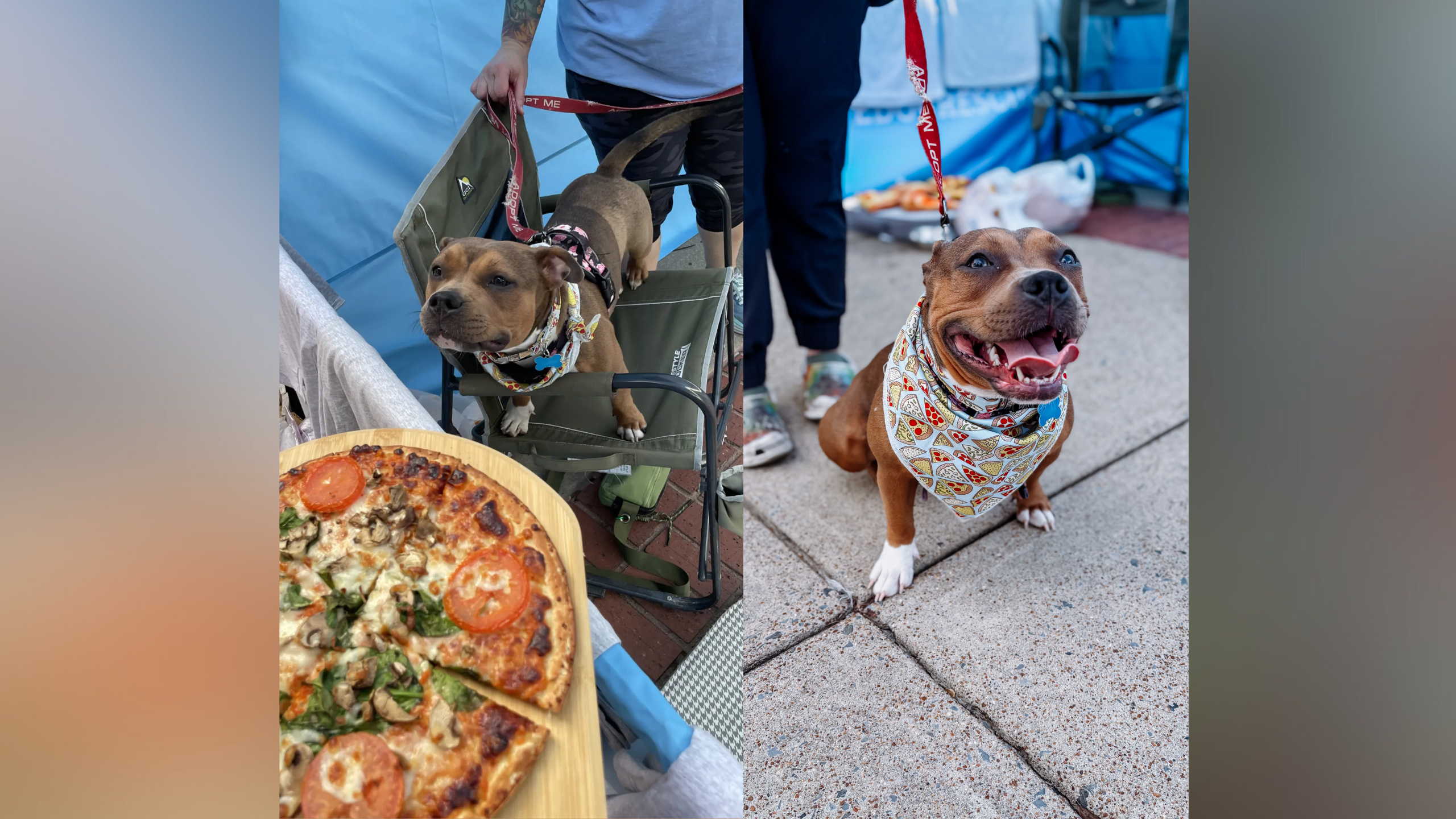 Brixie the dog with a pizza