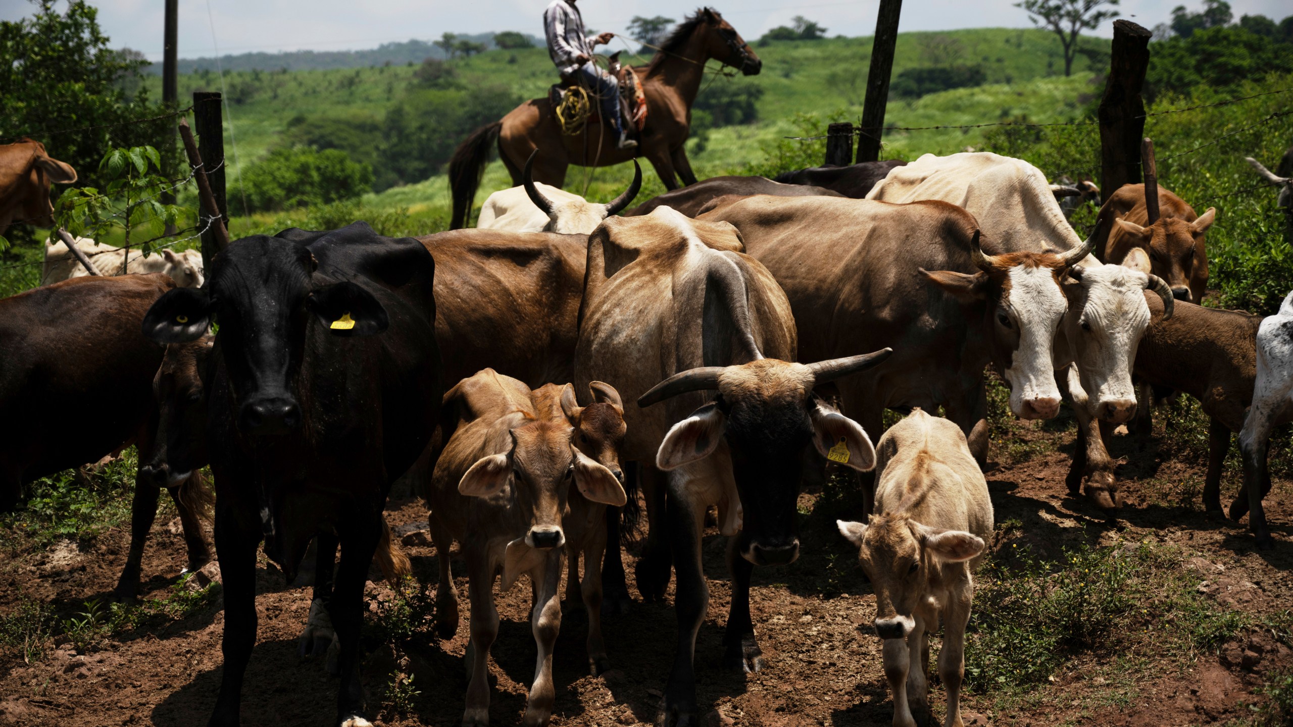 A ranch worker drives cattle to a corral for inspection for New World screwworm at a ranch in Cintalapa, Chiapas, Mexico, Wednesday, July 23, 2025, amid an infestation that led the U.S. to suspend cattle imports over fears the pest could reach the border. (AP Photo/Isabel Mateos)