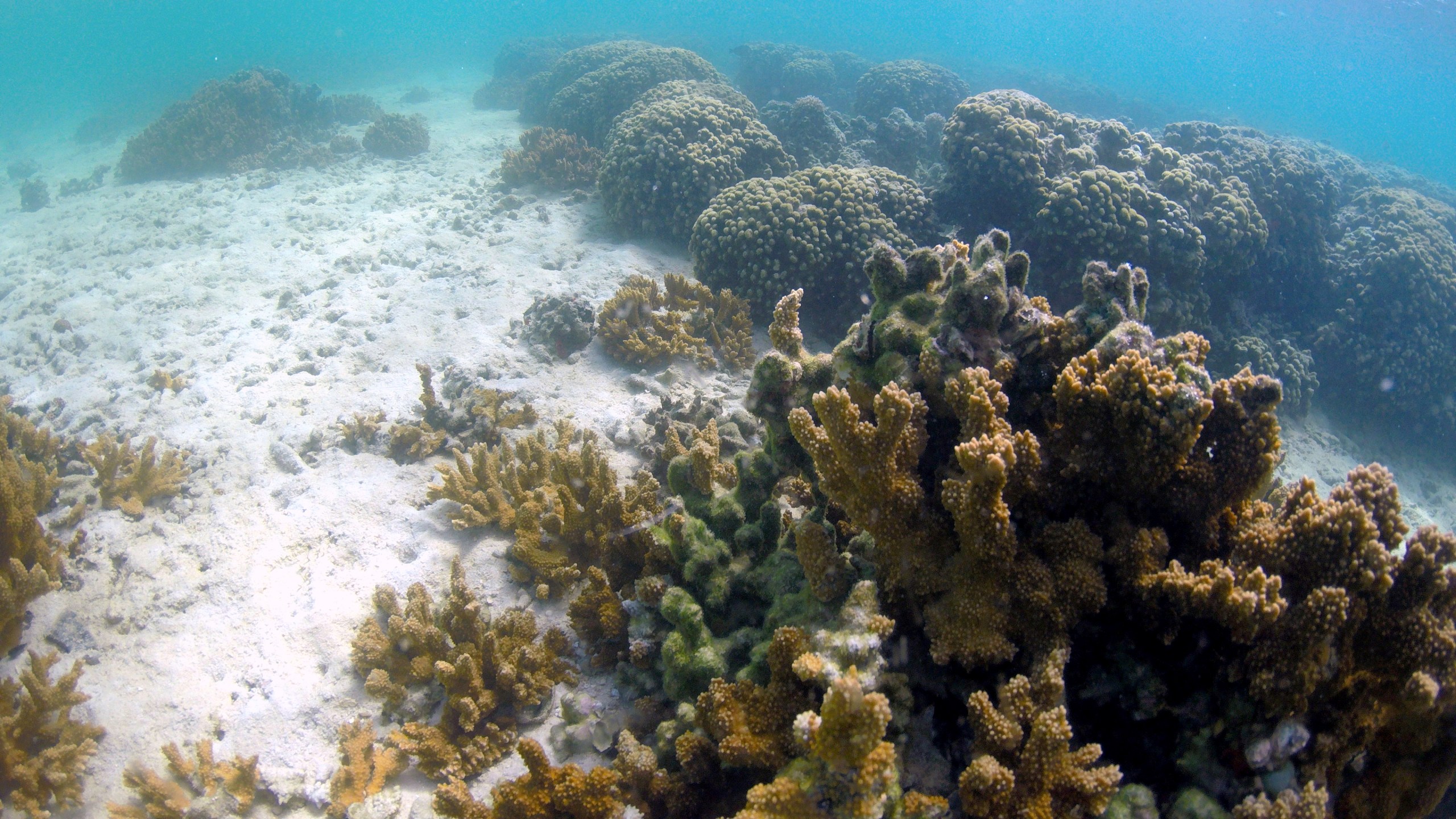 FILE - A coral reef is seen in Kaneohe Bay on Oct. 1, 2021, in Kaneohe, Hawaii. (AP Photo/Caleb Jones, File)