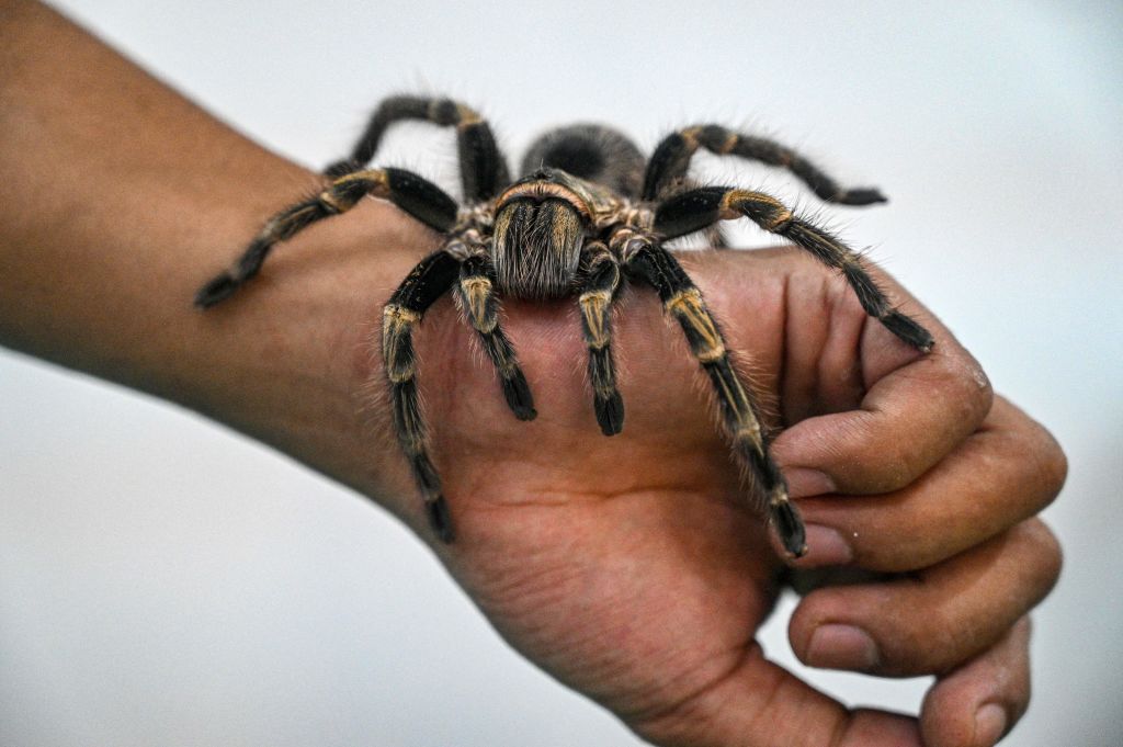 A man holds a tarantula