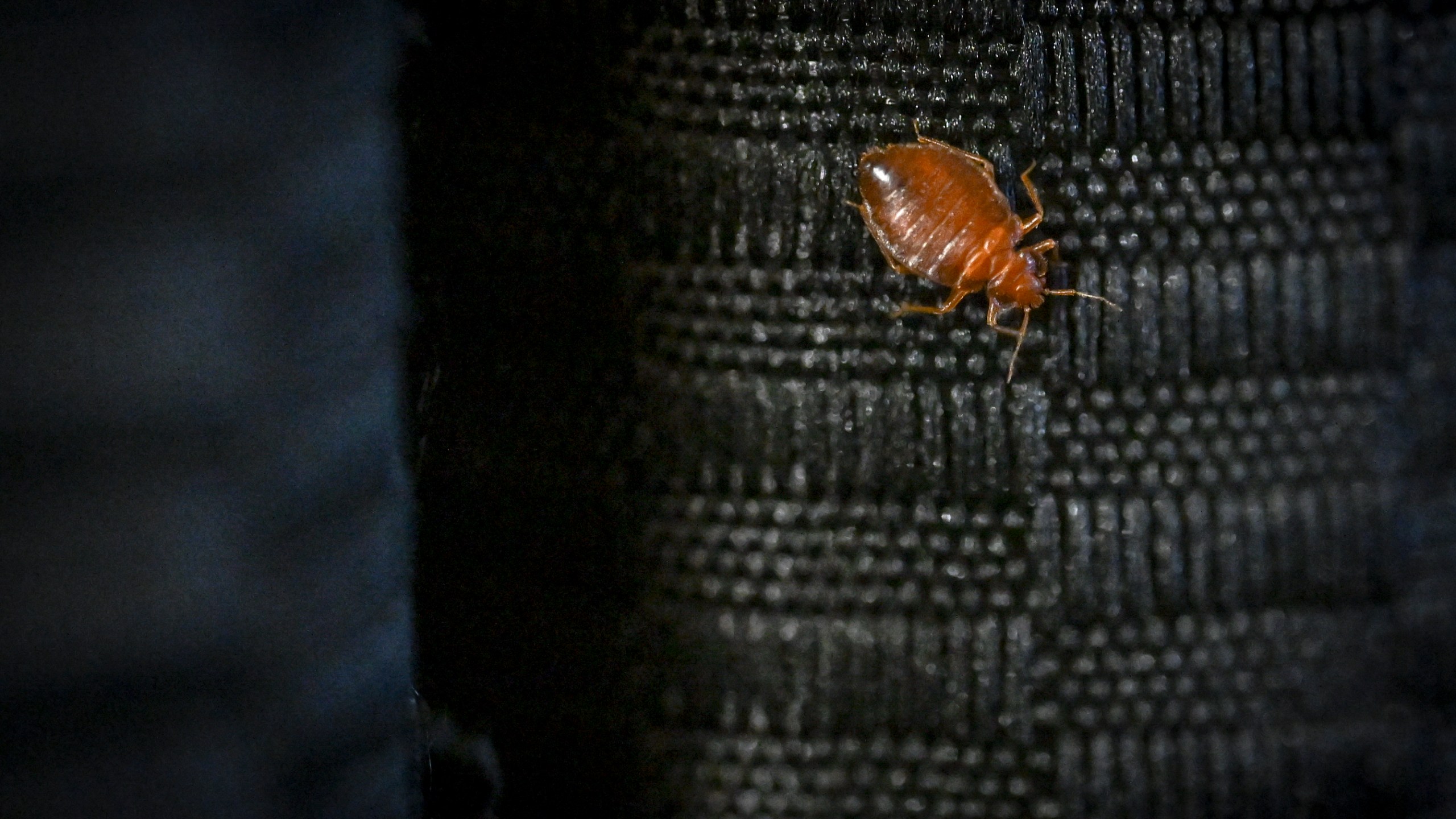 A bed bug crawls on a curtain