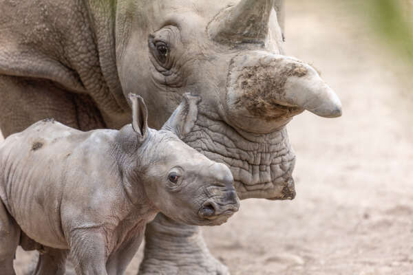 Baby Ozzy rhino with mom