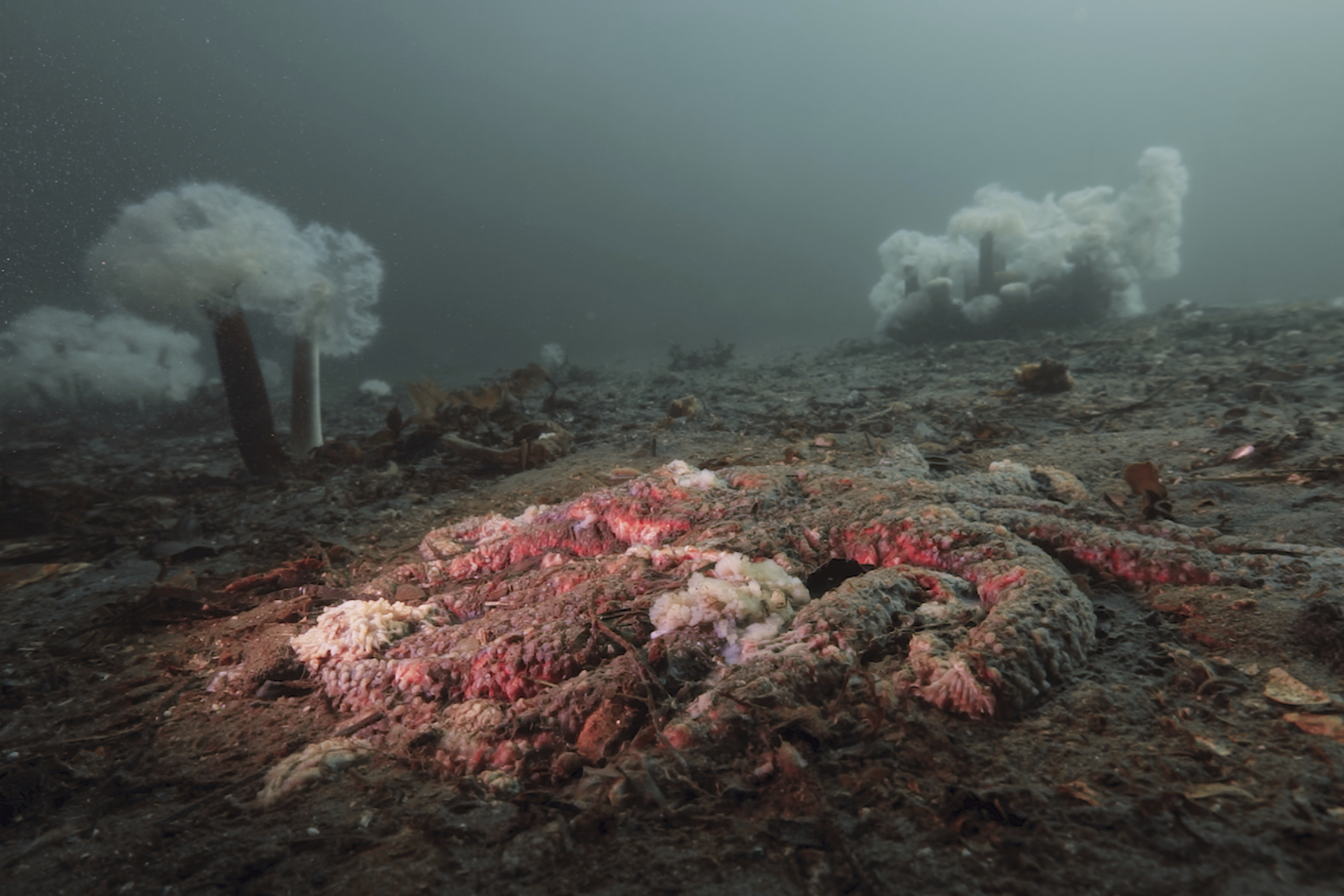 In this photo provided by the Hakai Institute, a sunflower sea star is reduced to goo by sea star wasting disease at Calvert Island, British Columbia, Canada, in 2015. (Grant Callegari/Hakai Institute via AP)