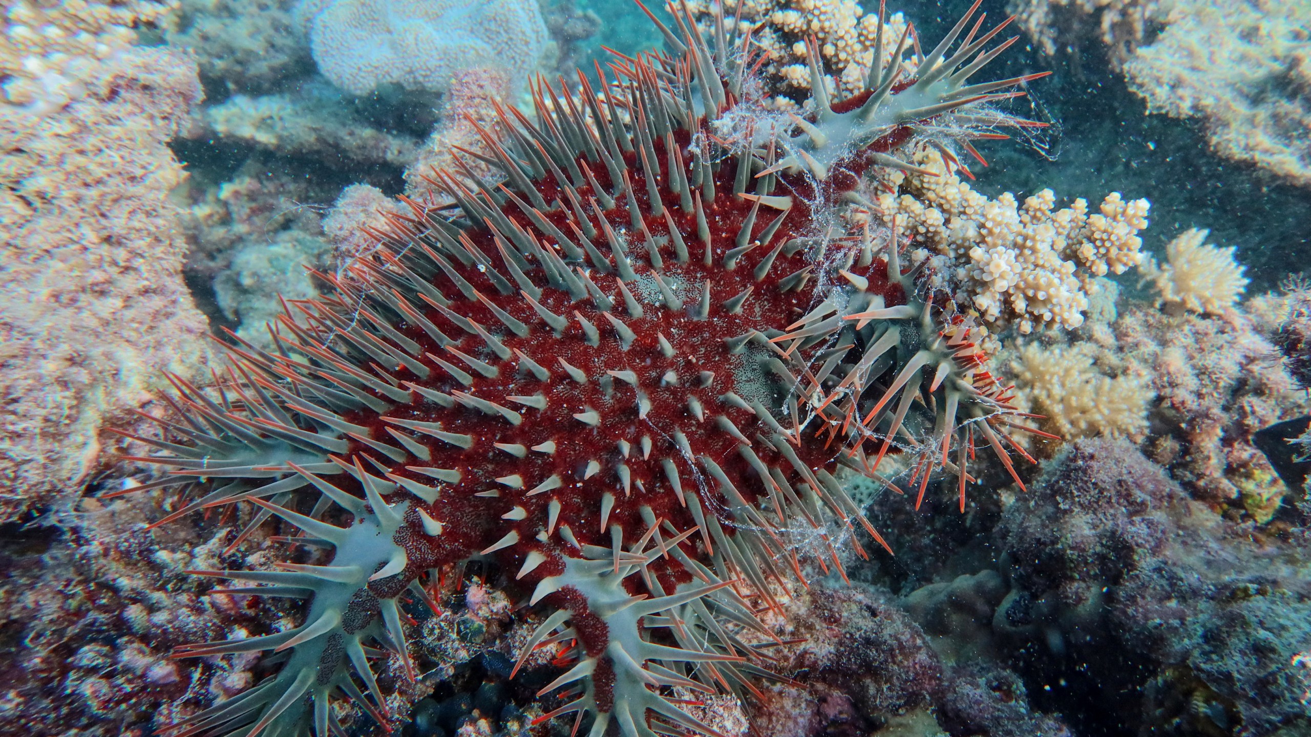 Crown-of-thorns starfish underwater