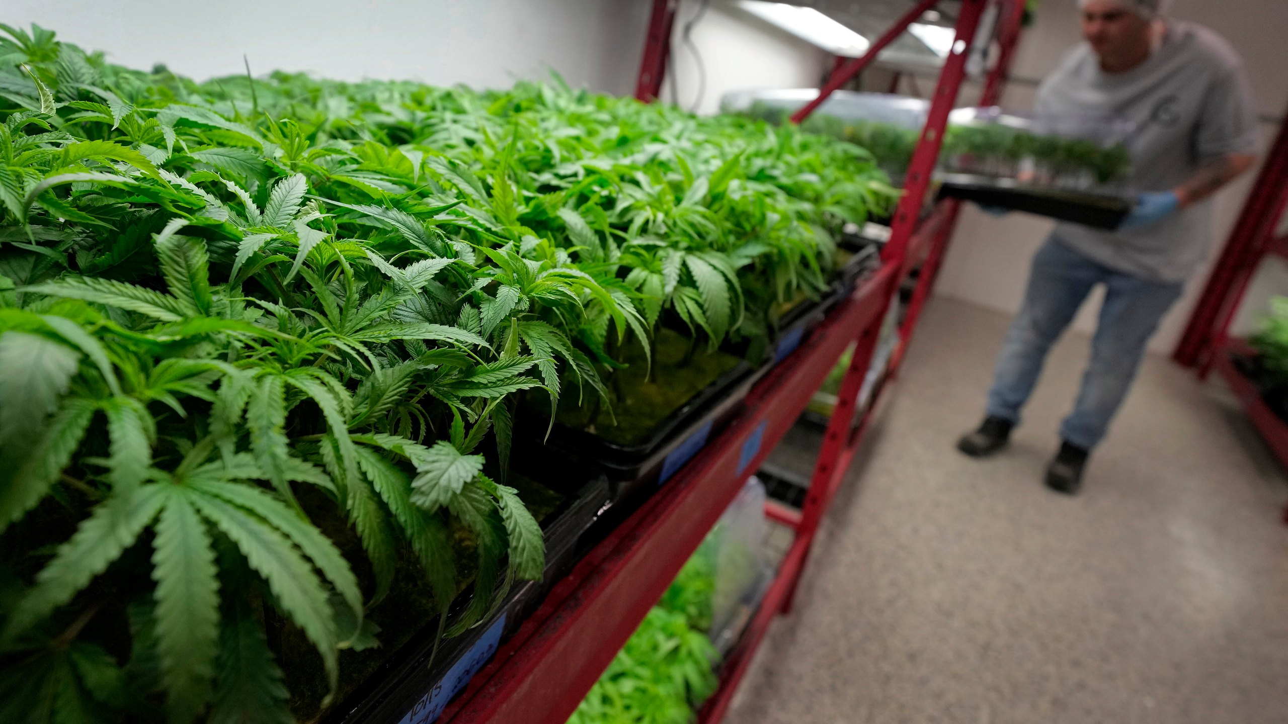 FILE- Michael Stonebarger sorts young cannabis plants at a marijuana farm operated by Greenlight, Monday, Oct. 31, 2022, in Grandview, Mo. (AP Photo/Charlie Riedel, file)