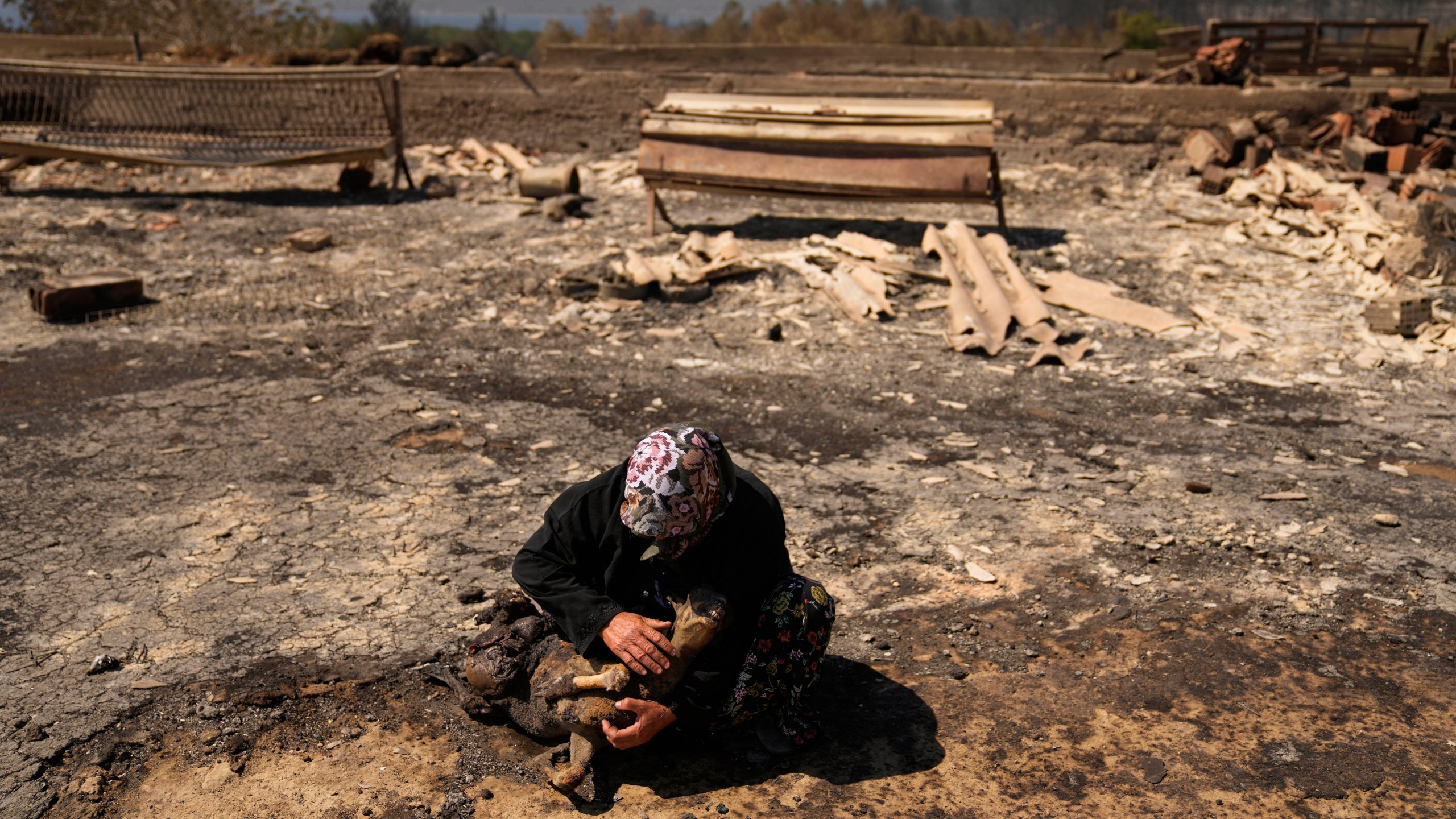 FILE - Local farmer Turkan Ozkan, 64, cries next to one of her animals killed during a wildfire in Guzelyeli, on the outskirts of Canakkale, northwest Turkey, Aug. 12, 2025. (AP Photo/Khalil Hamra, File)