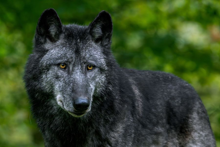 Black Northwestern wolf