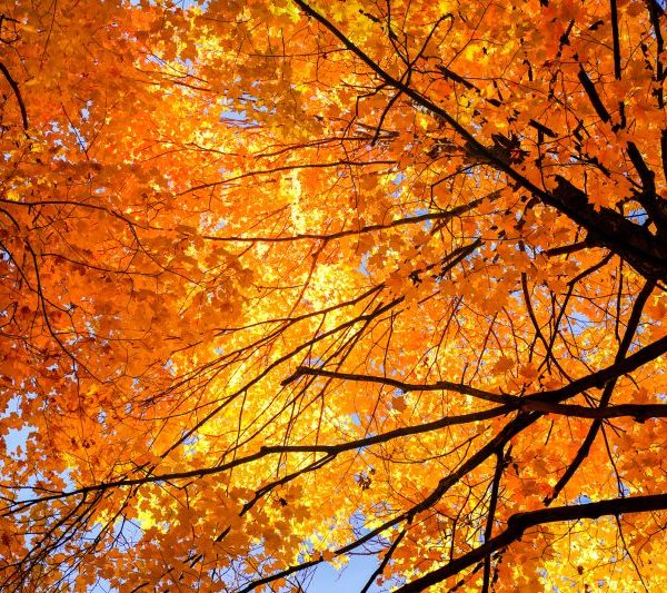 Yellow-orange leaves on a tree