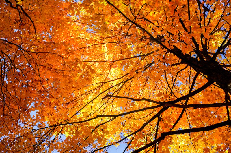 Yellow-orange leaves on a tree