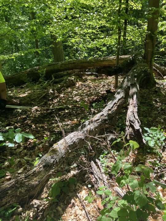 The same area after the clean up in DC (image via DOI)