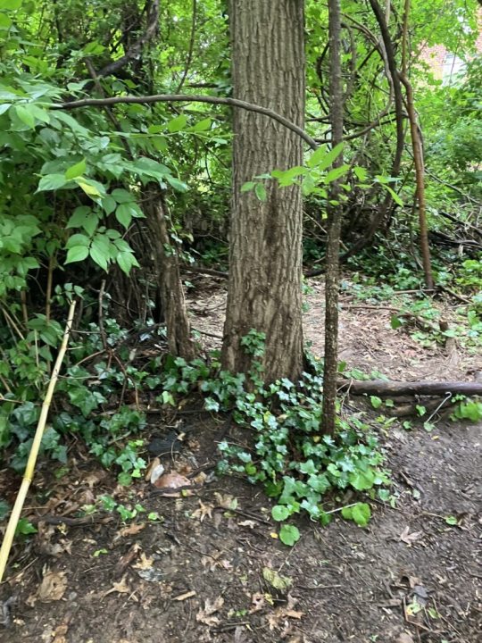 The same area after the clean up in DC (image via DOI)