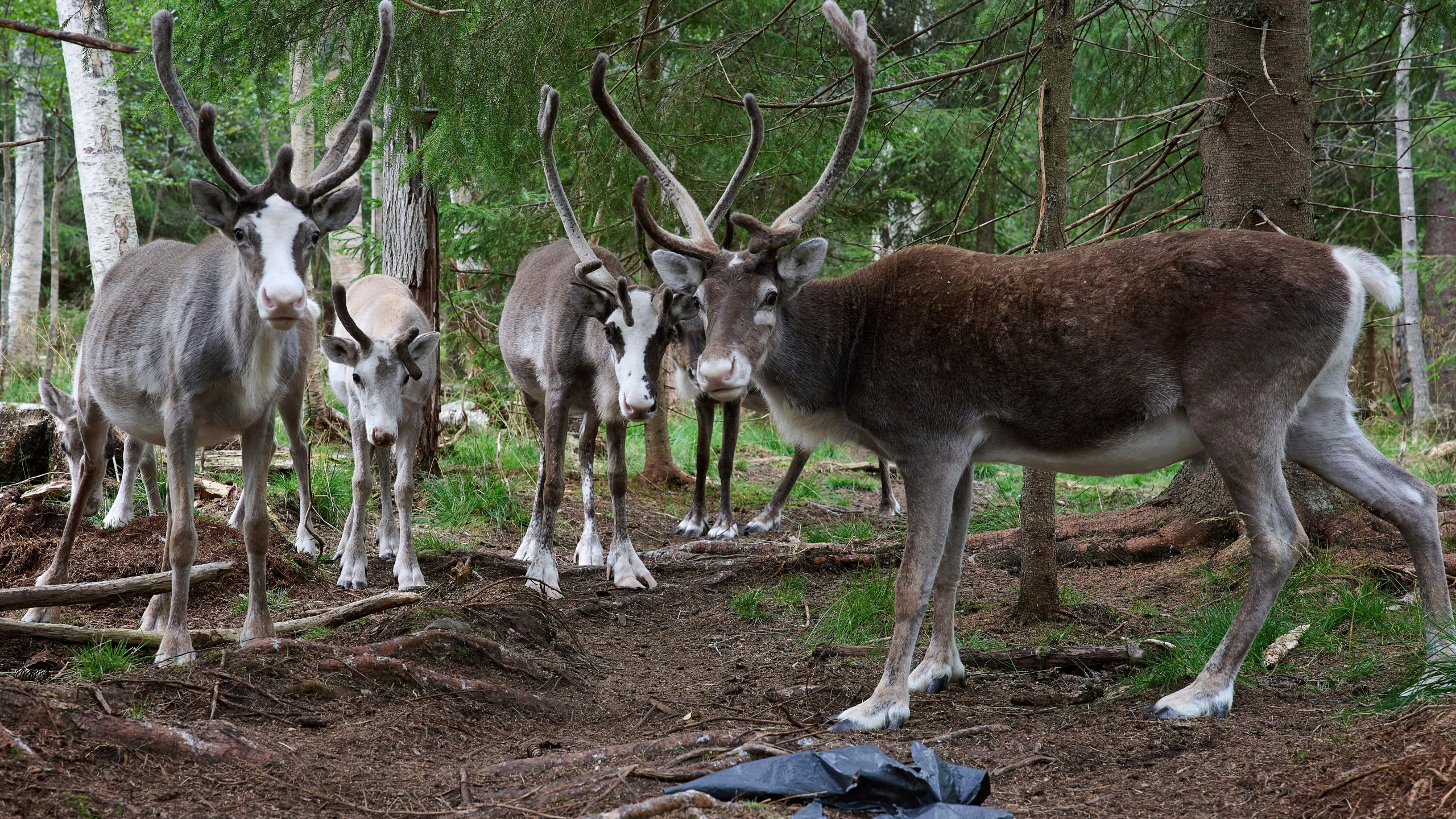 Reindeer stand at a farm in Lulea, Sweden, Saturday, Aug. 16, 2025. (AP Photo/Malin Haarala)