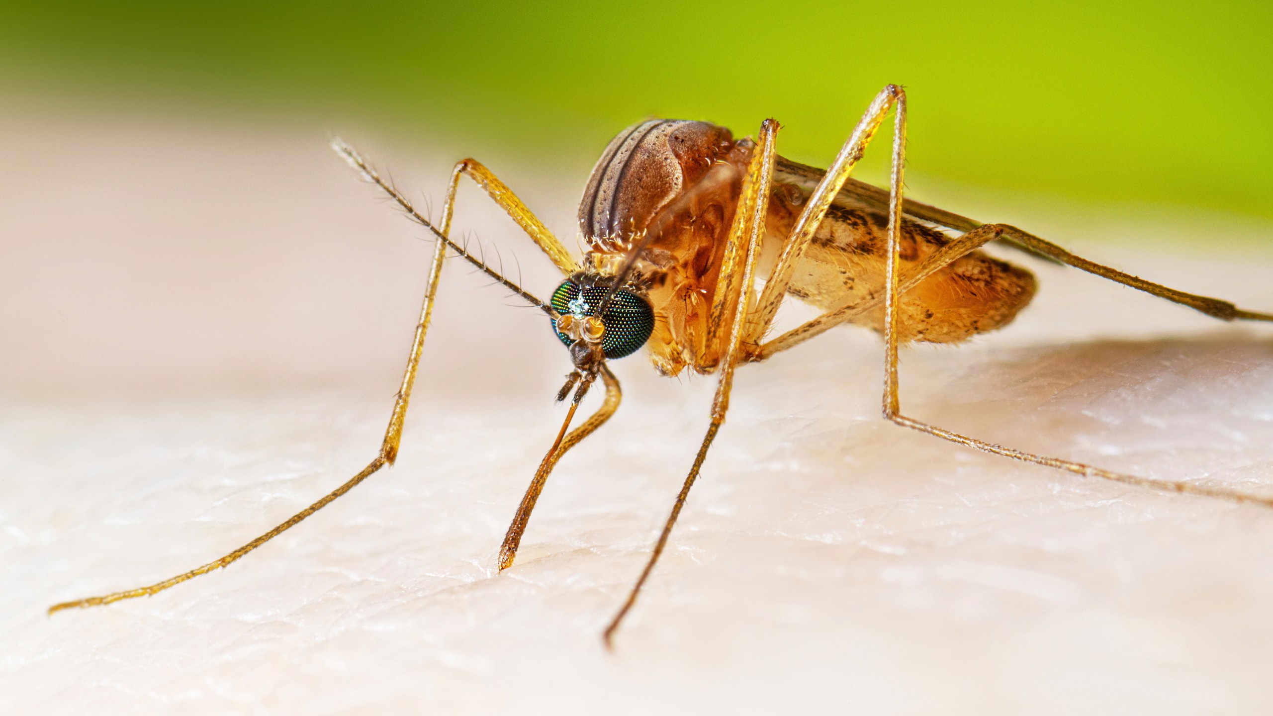 In this photo provided by the U.S. Centers for Disease Control and Prevention, a female Culex quinquefasciatus mosquito, also known as the southern house mosquito, sits on a person’s skin before taking a blood meal in 2022. (Lauren Bishop/CDC via AP)