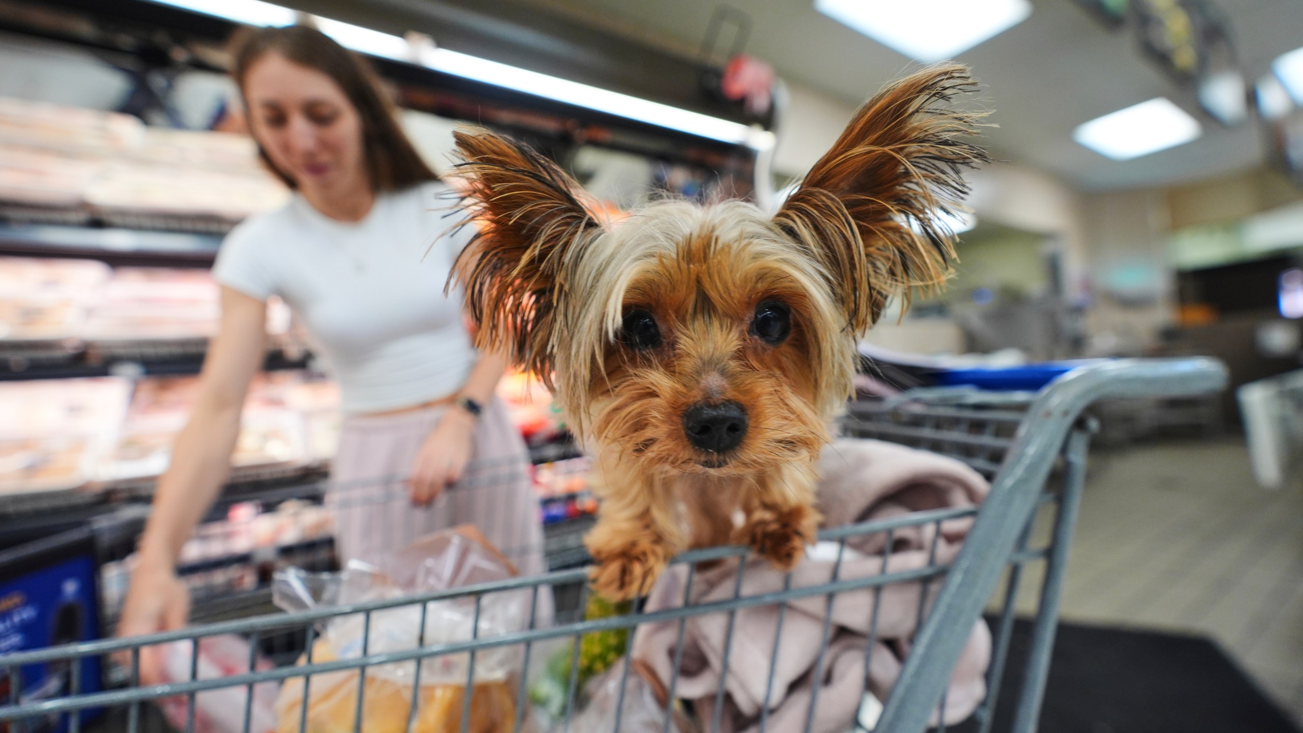 Gisele looks out from a shopping cart as her owner Ally shops for groceries in Dallas, Thursday, Aug. 28, 2025. (AP Photo/LM Otero)
