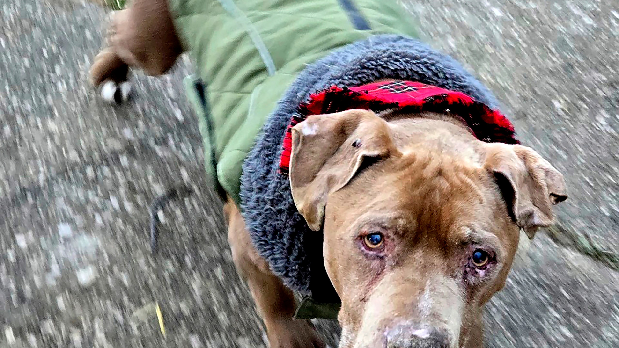 FILE - This image provided by Amanda Hergenreder shows a dog she named Biggby walking in Millington, Mich., Dec. 18, 2024. (Amanda Hergenreder via AP,File)