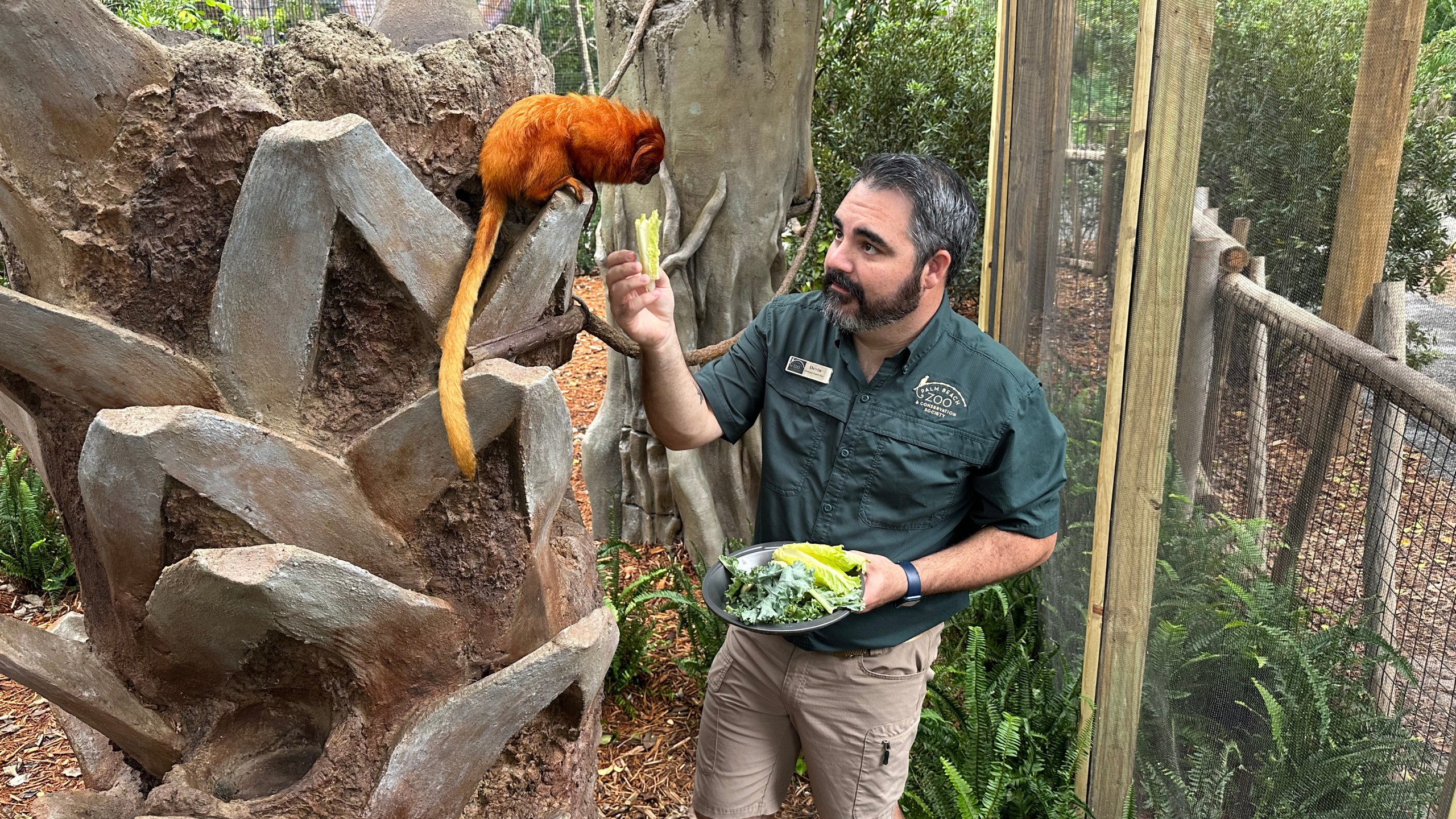 A golden lion tamarin is fed by Devin Clarke inside its new habitat at the Palm Beach Zoo Conservation Society on Thursday, Sept. 18, 2025 in West Palm Beach, Fla. (AP Photo/Cody Jackson)