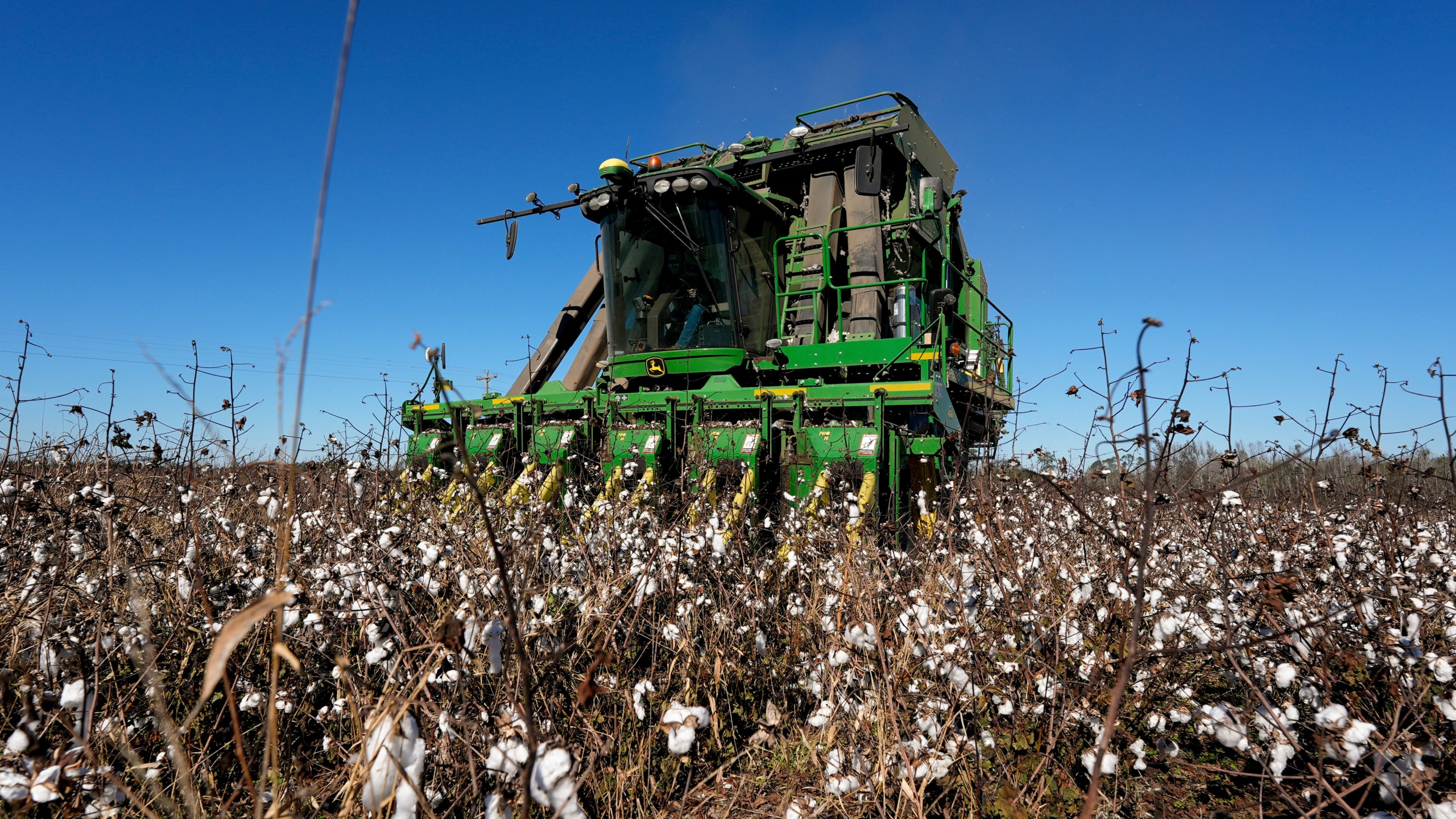 FILE - A cotton picker moves through Chris Hopkins' cotton field, Dec. 6, 2024, near Lyons, Ga. (AP Photo/Mike Stewart, File)