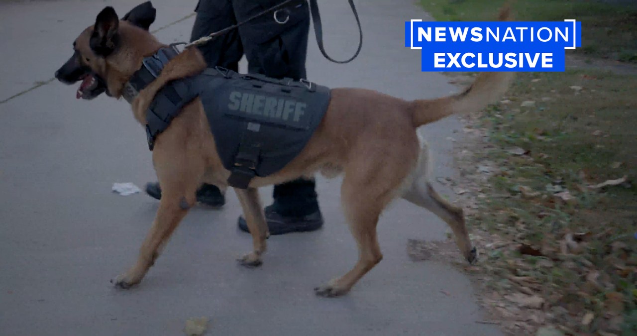 A police dog walks with its handler