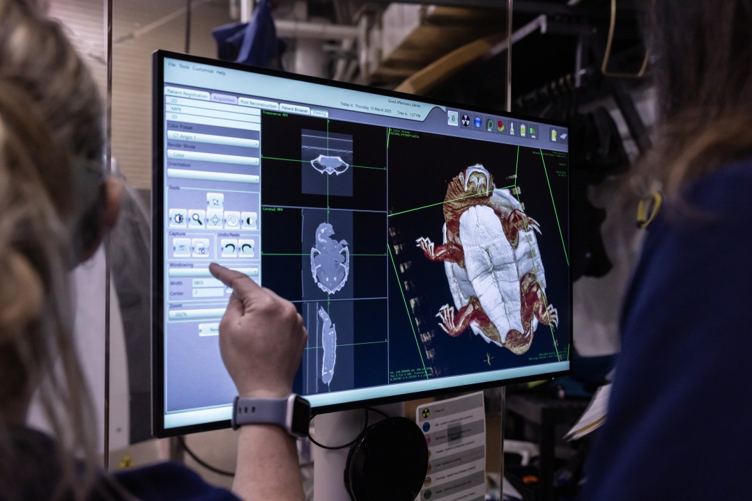 screen showing CT scan of a turtle