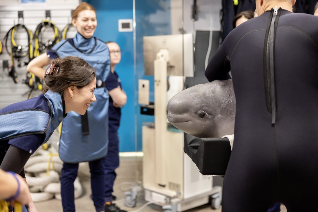 A beluga whale smiles inside a CT scanner