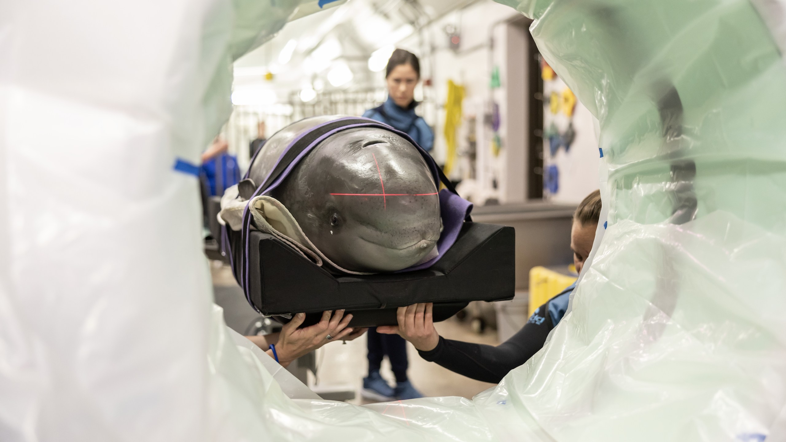 A beluga whale is placed inside a CT scanner