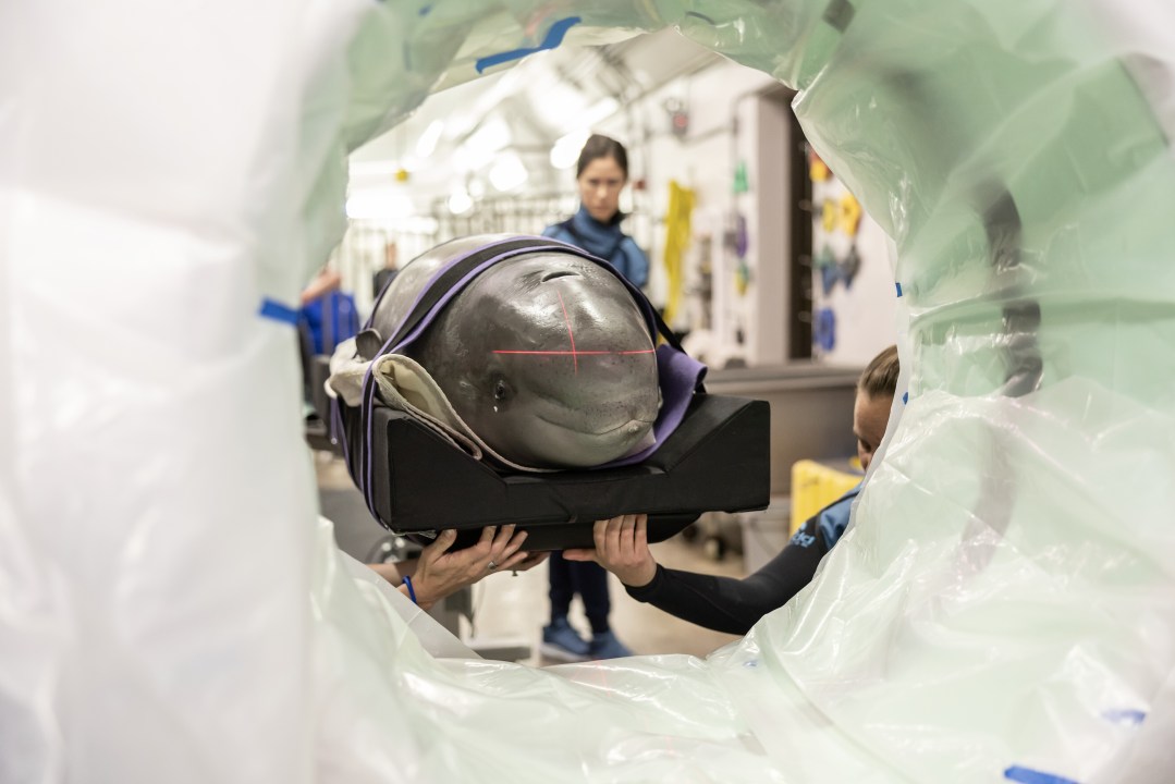 A beluga whale is placed inside a CT scanner