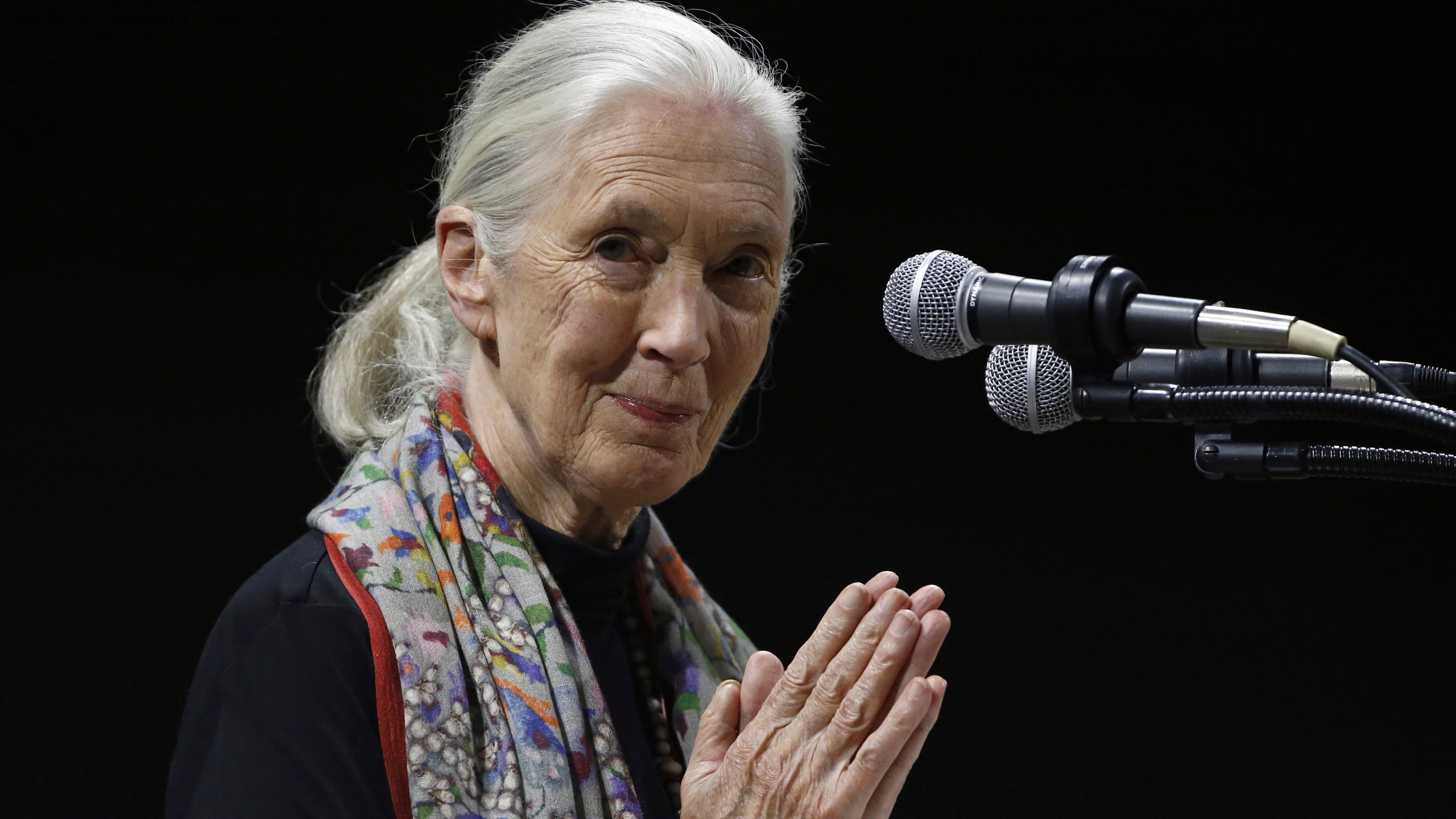 FILE - Primatologist and conservationist Jane Goodall delivers the 50th George Gamow Memorial Lecture at the University of Colorado, Boulder, Colo., Oct. 1, 2015. (AP Photo/Brennan Linsley, File)