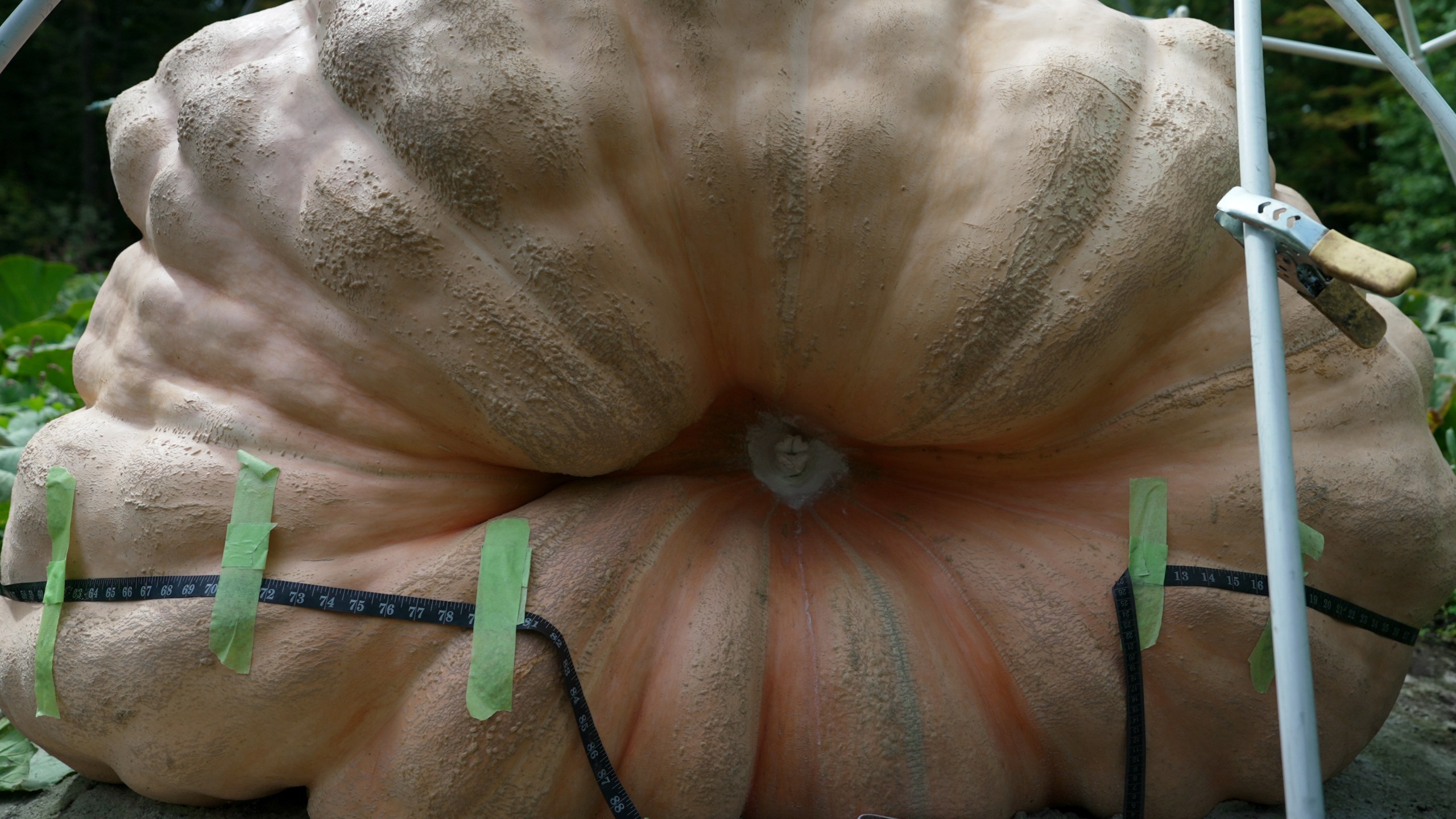 A measuring tape encircles Tony Scott's pumpkin he grew in his Wappingers Falls, N.Y., backyard on Sept. 17, 2025. (AP Photo/Shelby Lum)