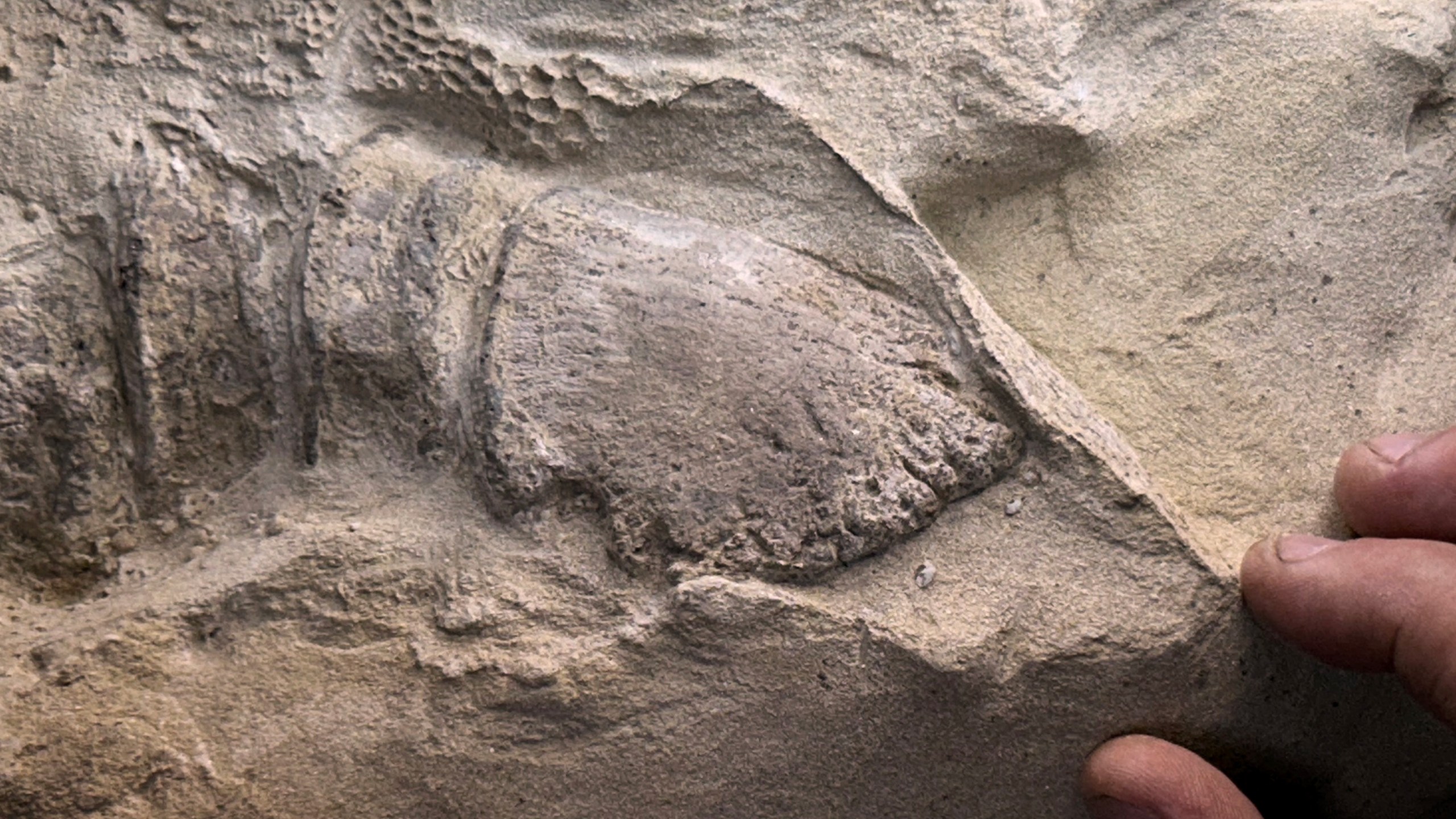 This image provided by the University of Chicago shows impressions of a mummified dinosaur’s foot. (Tyler Keillor/The University of Chicago via AP)