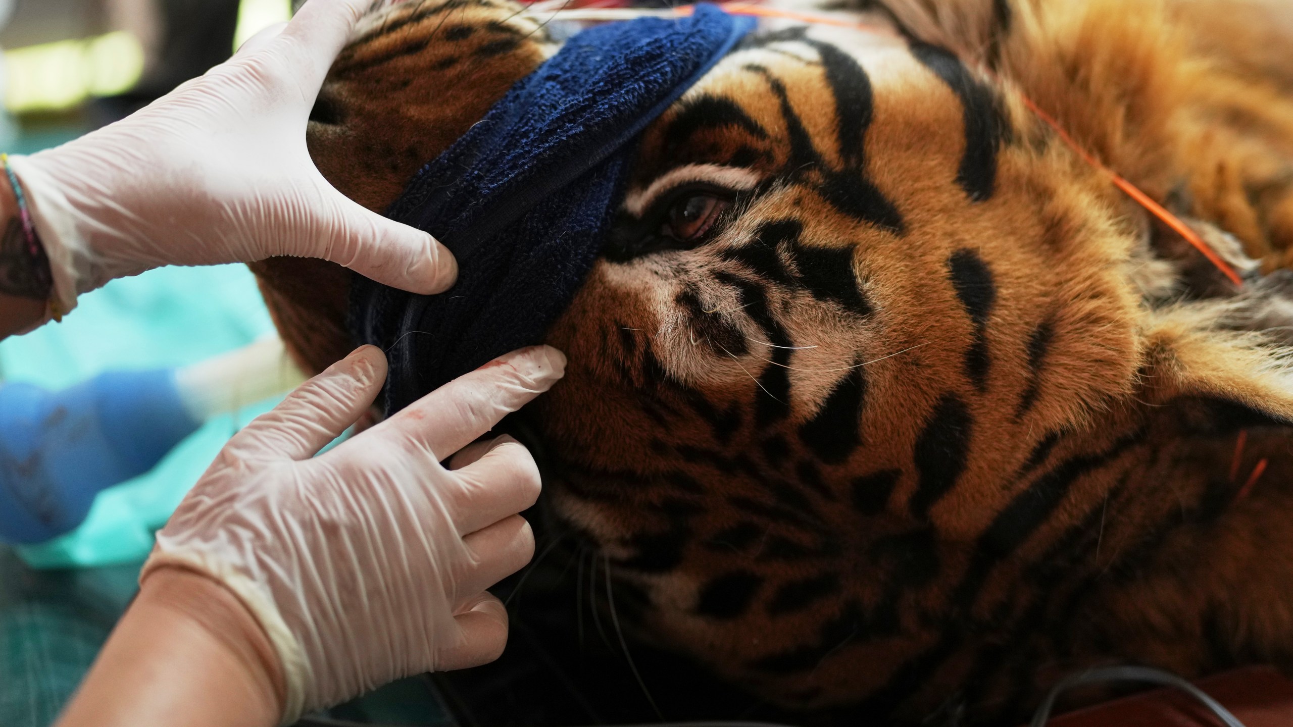 Members of a global animal welfare organization treat a tiger at the former Lujan Zoo, which closed in 2020, in Lujan, Argentina, Thursday, Oct. 30, 2025. (AP Photo/Natacha Pisarenko)