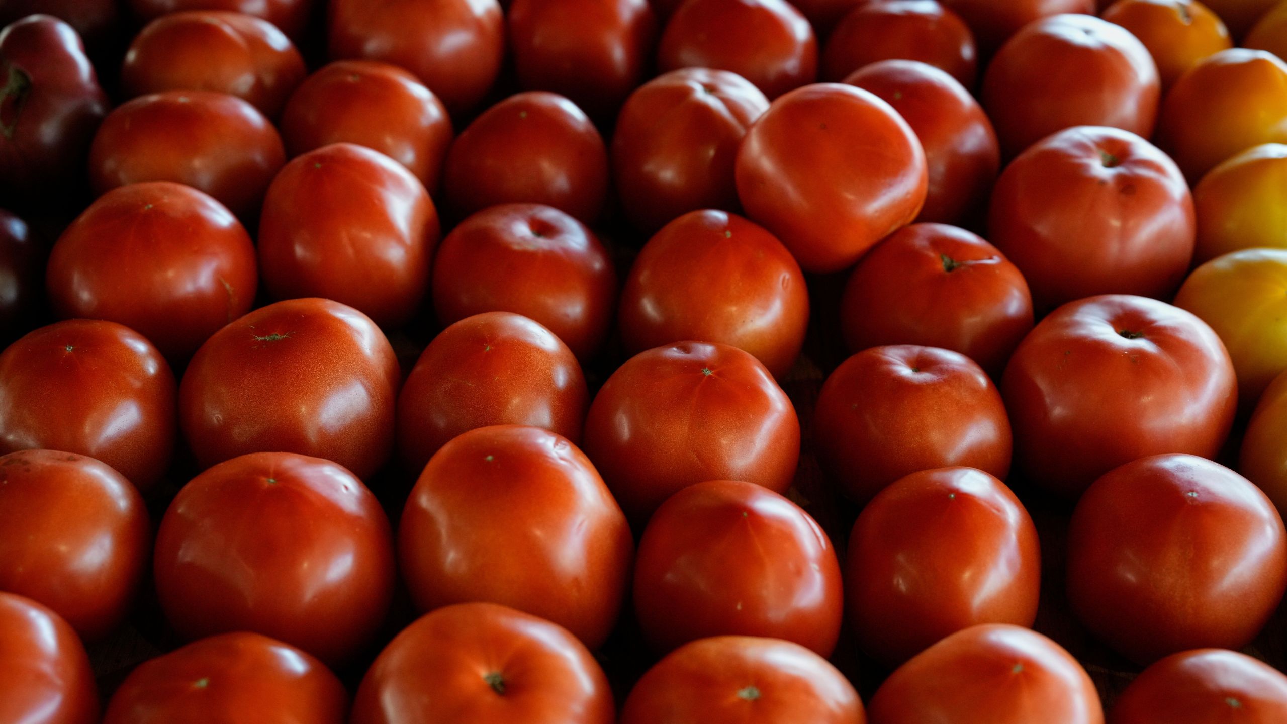 Produce, which is covered by the USDA Supplemental Nutrition Assistance Program (SNAP), is displayed for sale at a farmers market Friday, Oct. 31, 2025, in Nashville, Tenn. (AP Photo/George Walker IV)