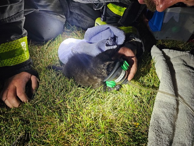 cat breathing into oxygen mask