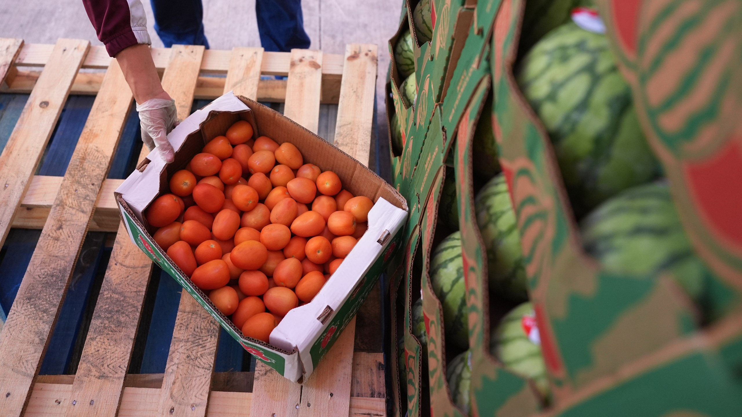 A volunteer reaches for a box of tomatoes during a food distribution at the San Antonio Food Ban for SNAP recipients and other households affected by the federal shutdown, Thursday, Nov. 6, 2025, in San Antonio. (AP Photo/Eric Gay)