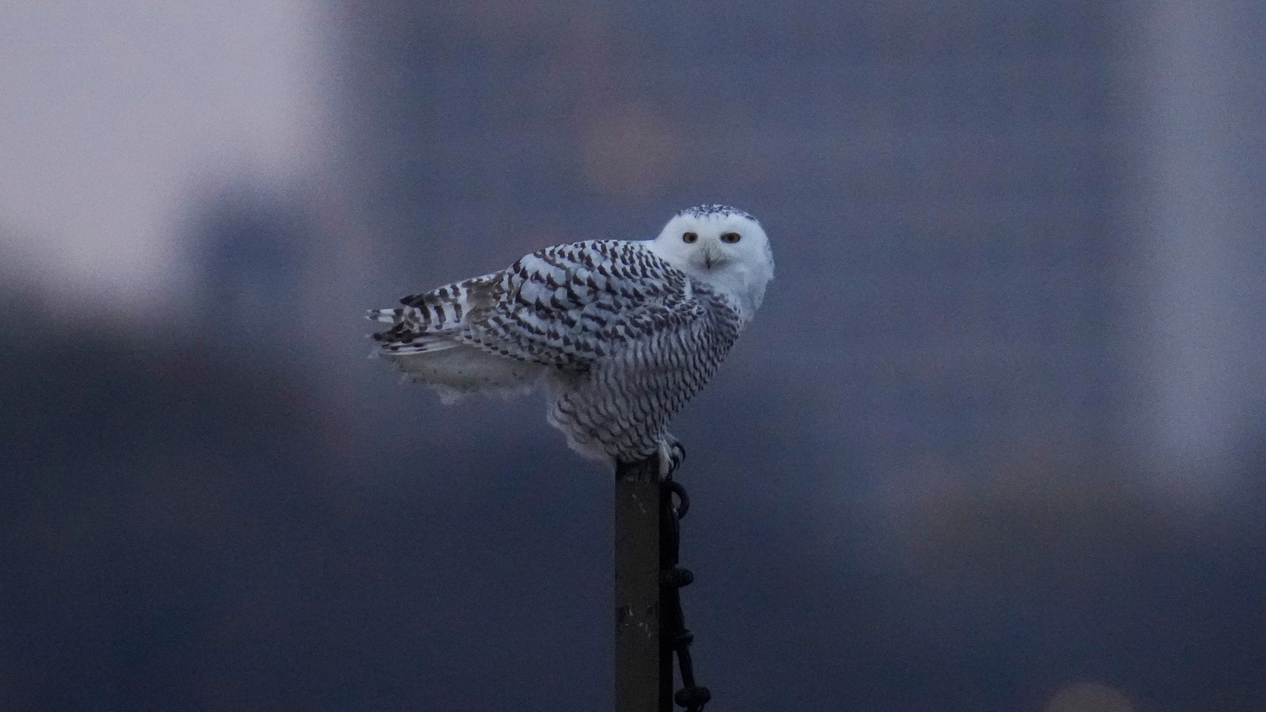 Snowy owl on post with high rise in background