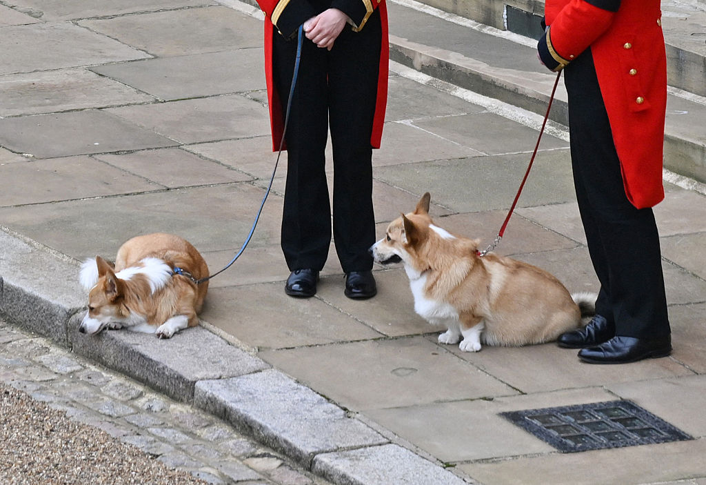 The Queen's corgis, Muick and Sandy are walked inside Windsor Castle on September 19, 202