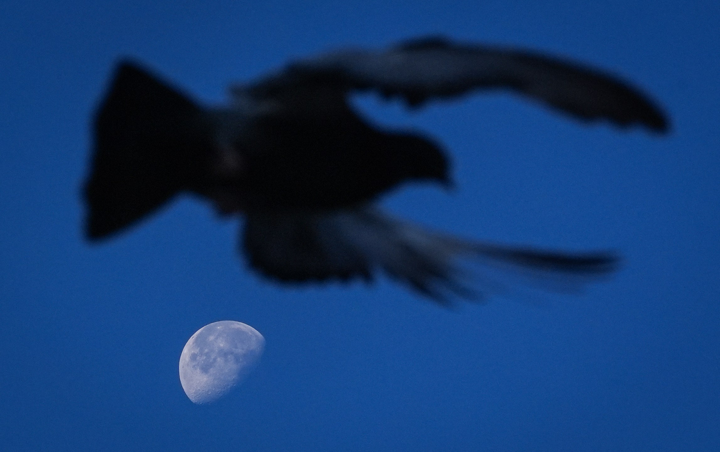 pigeon silhouette in front of moon in the sky