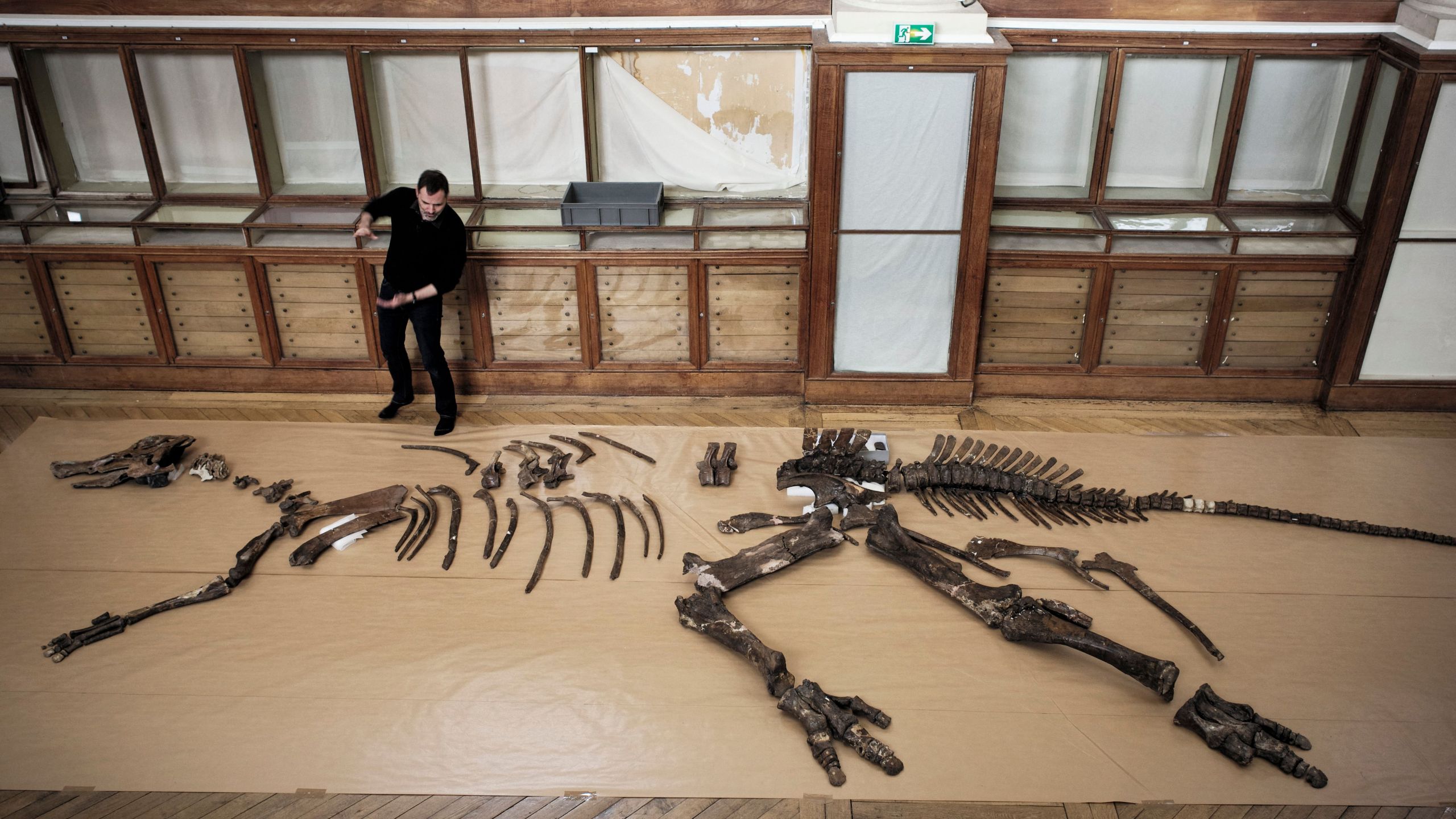 French paleontologist Ronan Allain stands by the skeleton of an edmontosaurus regalis -a species of comb-crested hadrosaurid (duck-billed) dinosaur- being assembled to be displayed as part of the "A T-REX in Paris" exhibition at the paleontology gallery of the French museum of Natural History in Paris on March 12, 2018.
