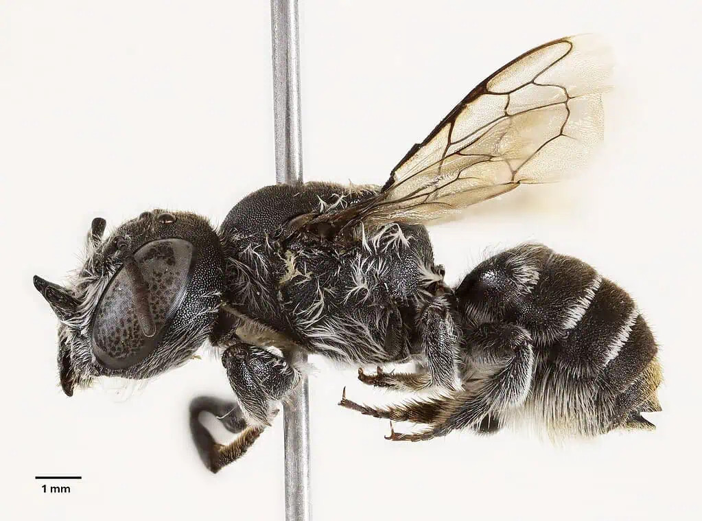 A side view of a bee with horns