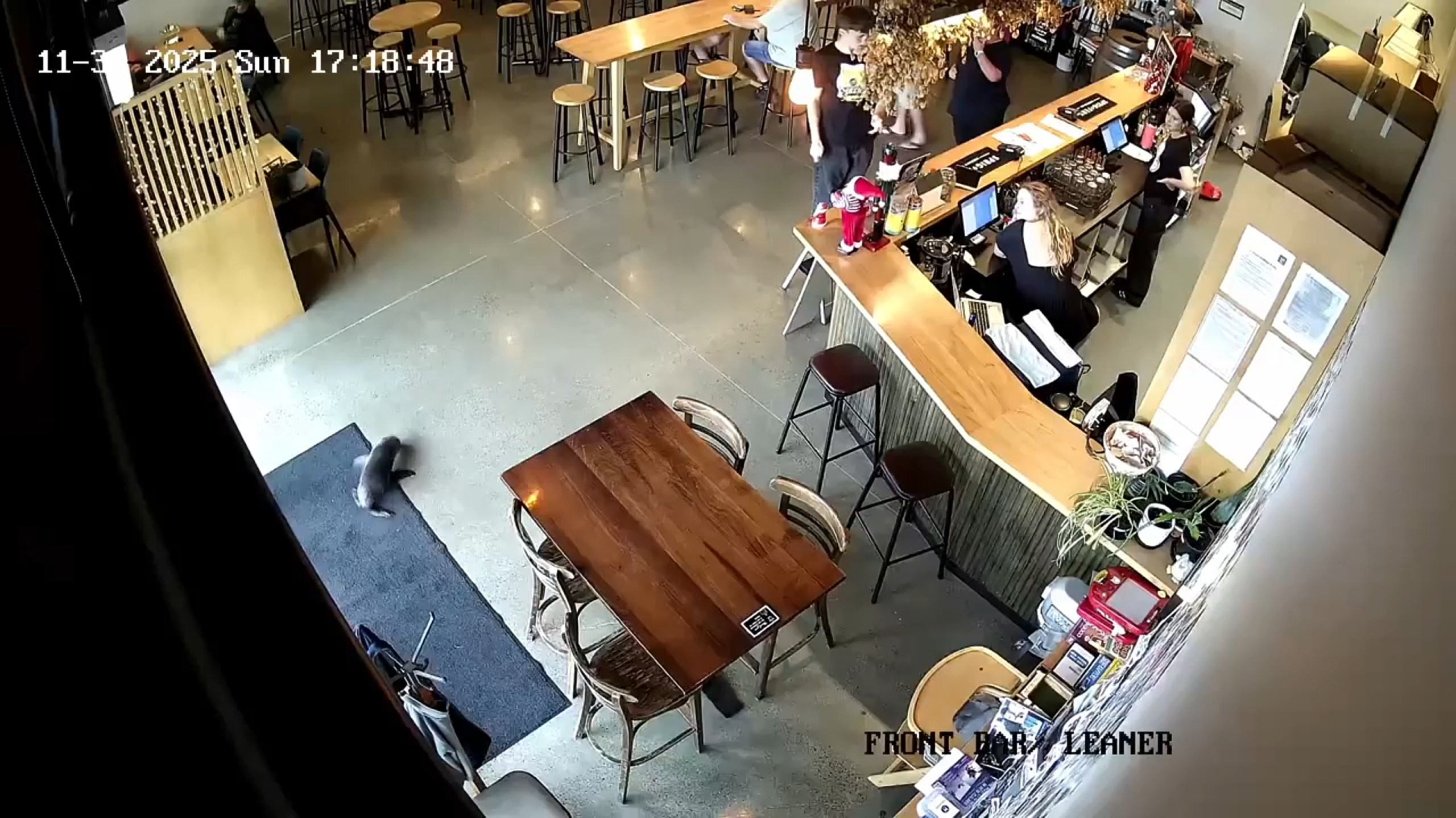 This security footage provided by Sprig + Fern The Meadows, shows a seal walking inside bar in Richmond, New Zealand, on Nov. 30, 2025. (Sprig + Fern The Meadows via AP)
