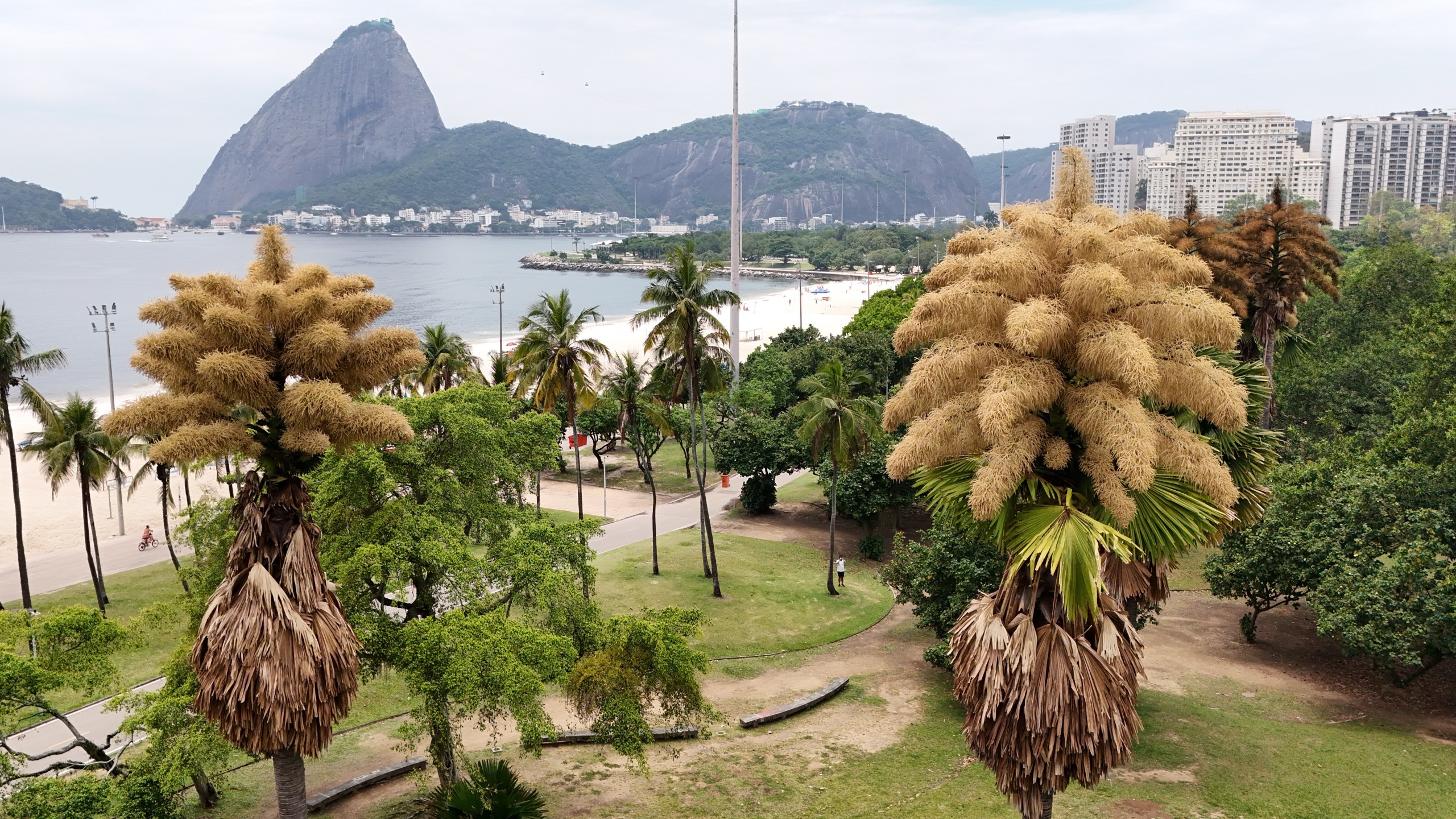 The Talipot palm trees, native to India and Sri Lanka, is in bloom for the first and only time in its life, in Aterro do Flamengo, Rio de Janeiro, Tuesday, Dec. 2, 2025. (AP Photo/Lucas Dumphreys)