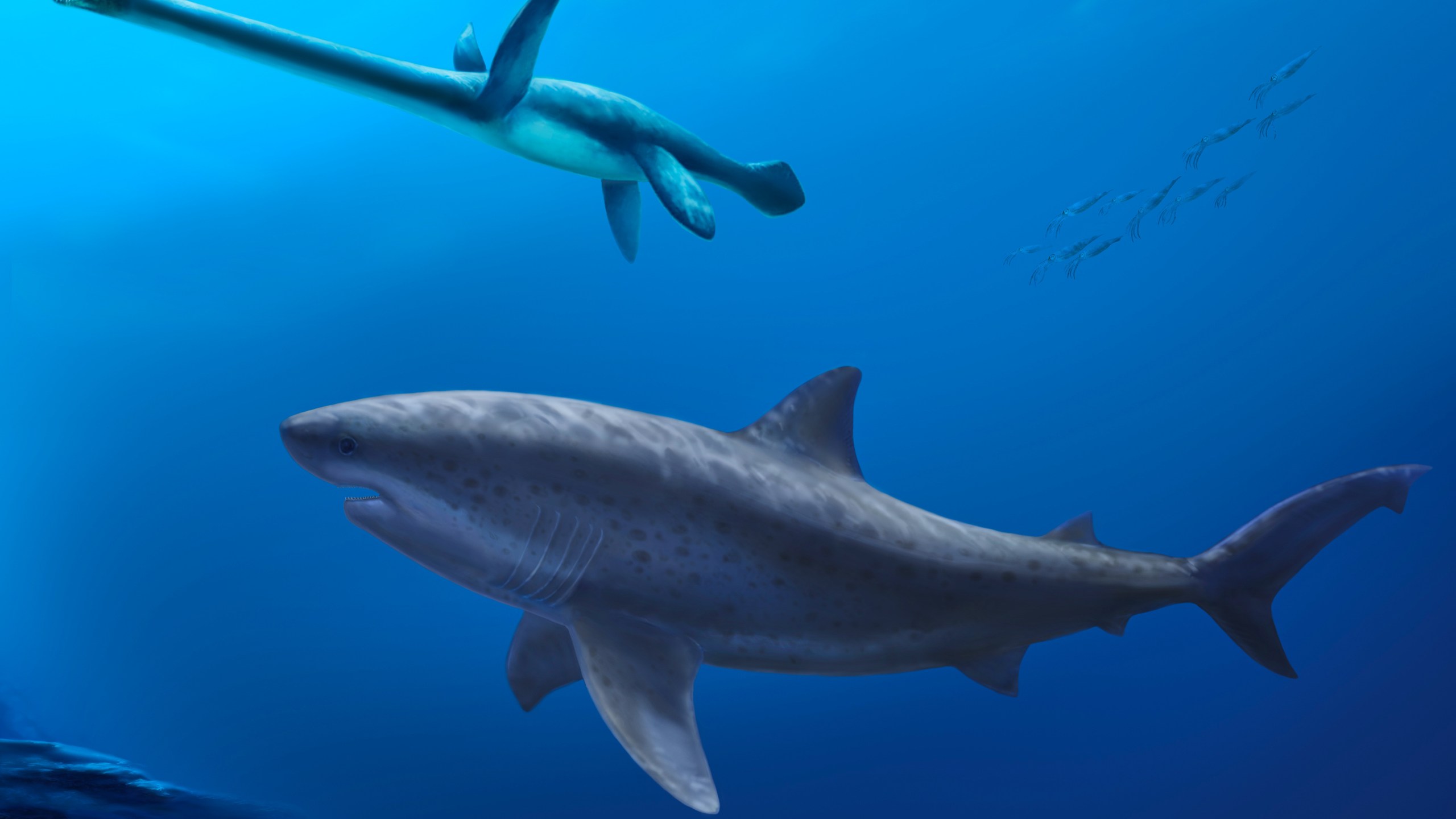 A illustration made in Sept. 3, 2025, of a gigantic 8 meter (26 foot) long mega-predatory lamniform shark swimming beside a long-necked plesiosaur in the seas off Australia 115 million years ago. (Pollyanna von Knorring/Swedish Museum of Natural History via AP)