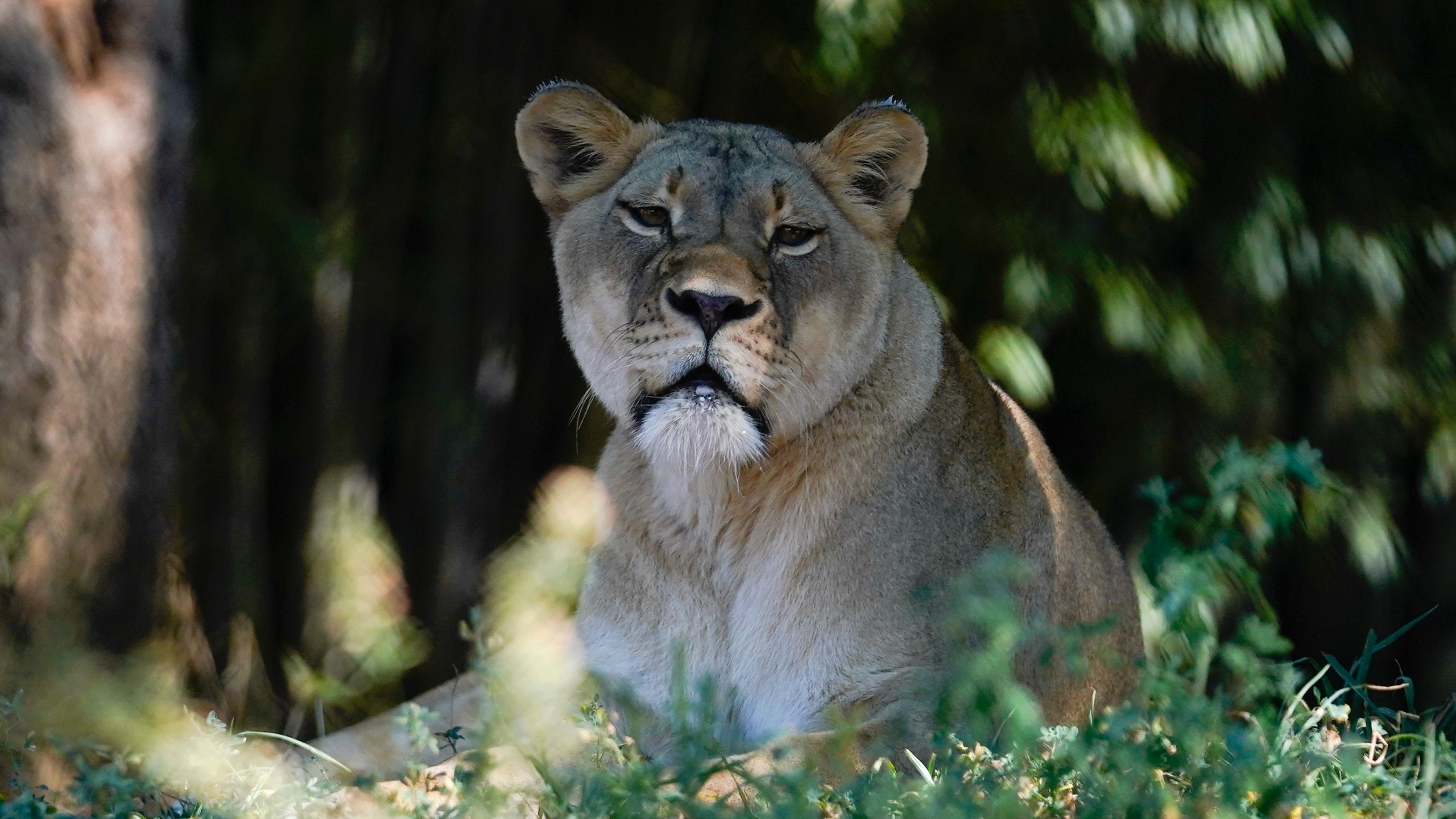 An African lioness is seen on display at a zoo,