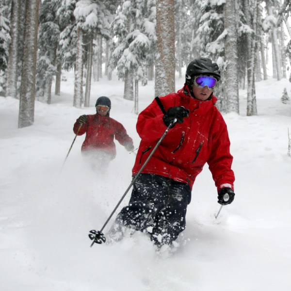People ski between the trees in the deep powder at Telluride Ski Resort